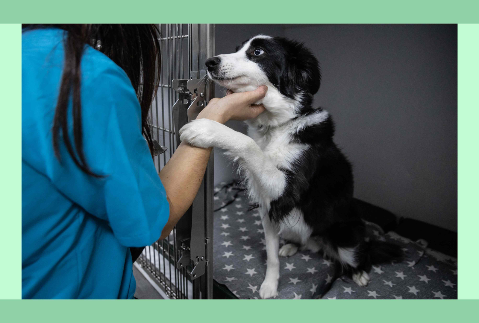 7 Reasons Why Adopting a Pet Is the Best Decision You’ll Ever Make