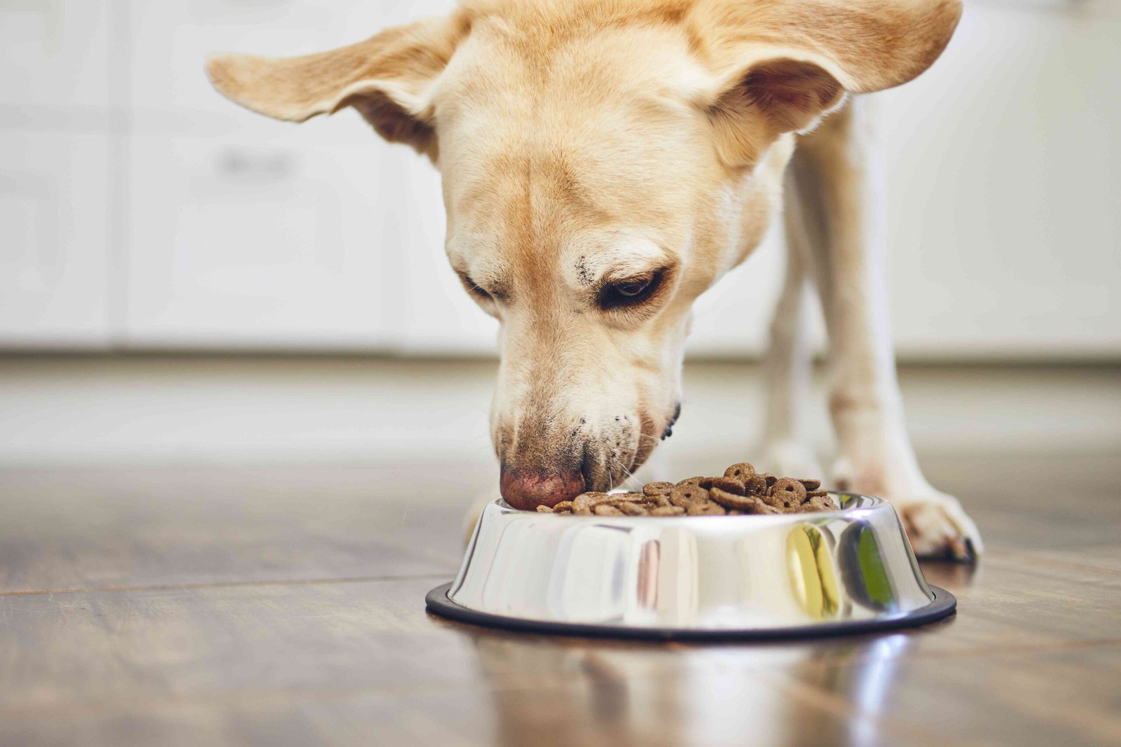 5 Ways to Bond With Your Dog and Create the Best Relationship