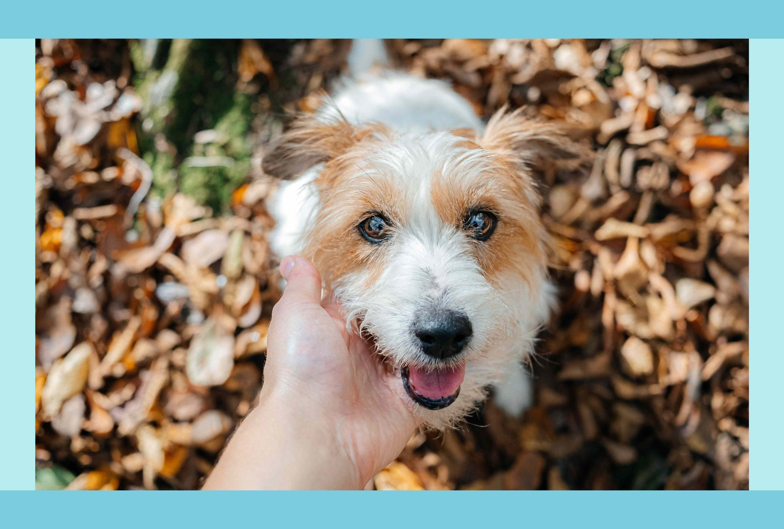 How to Confidently Pick the Perfect Name for Your Dog