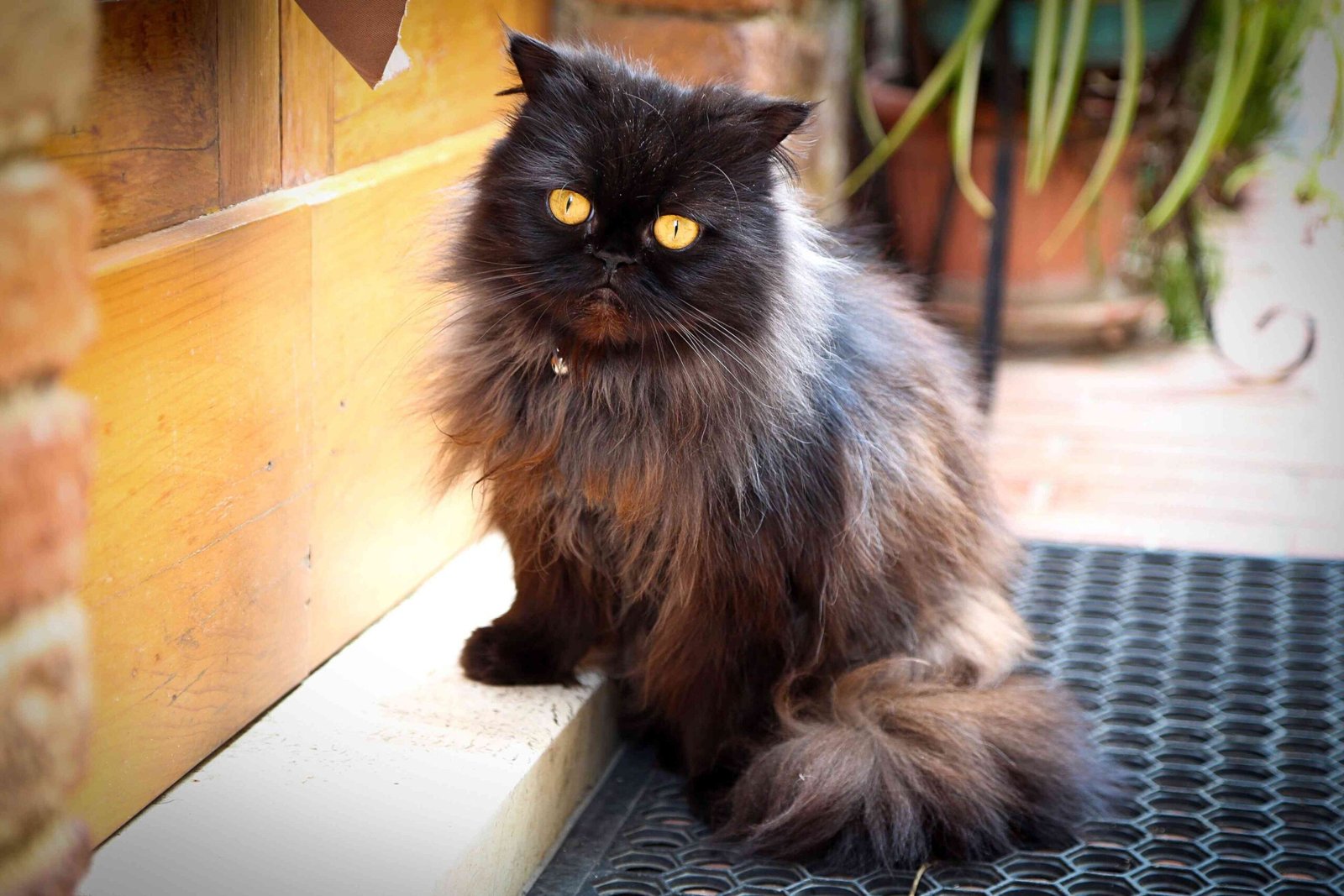 Are Ant Traps Safe for Cats? Learn the Risks and Pet-Safe Alternatives
