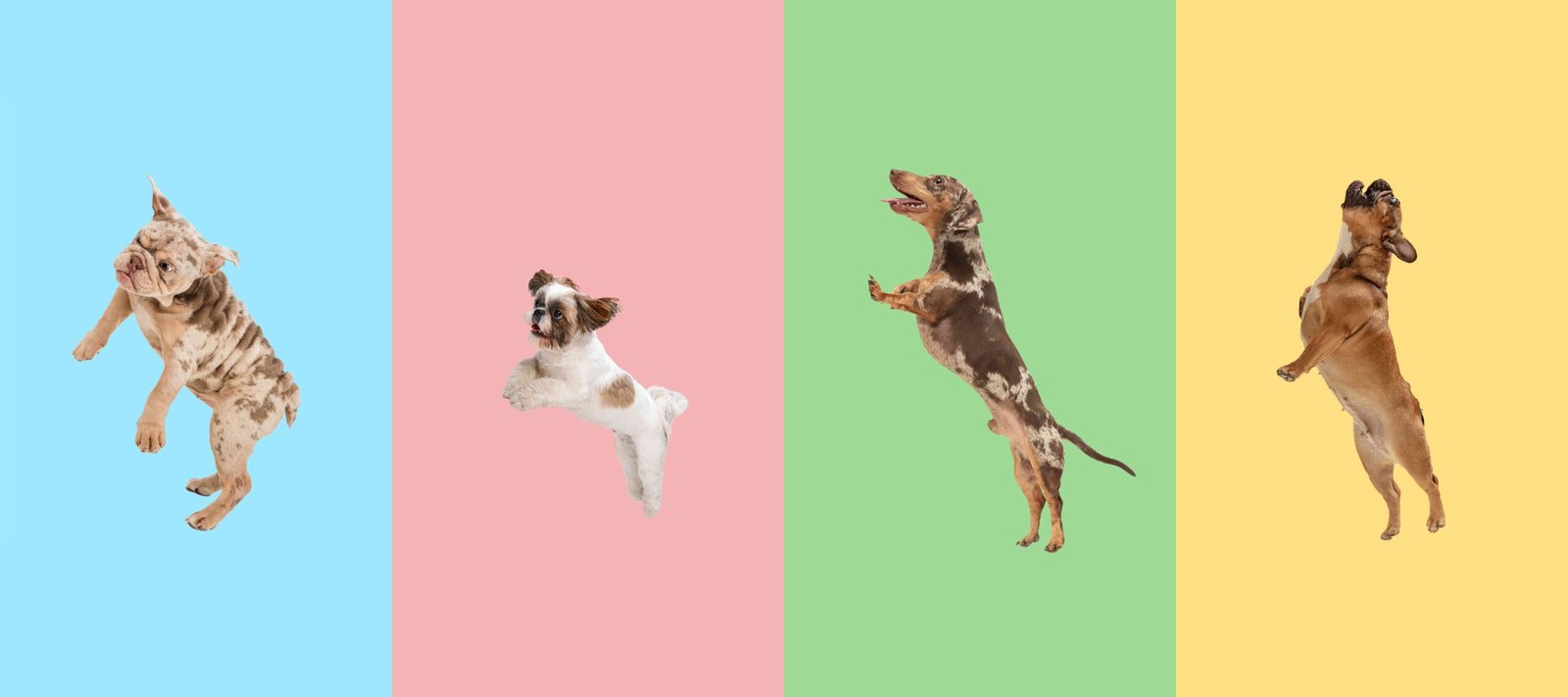 Dog Hiccups: How to Get Rid of Them