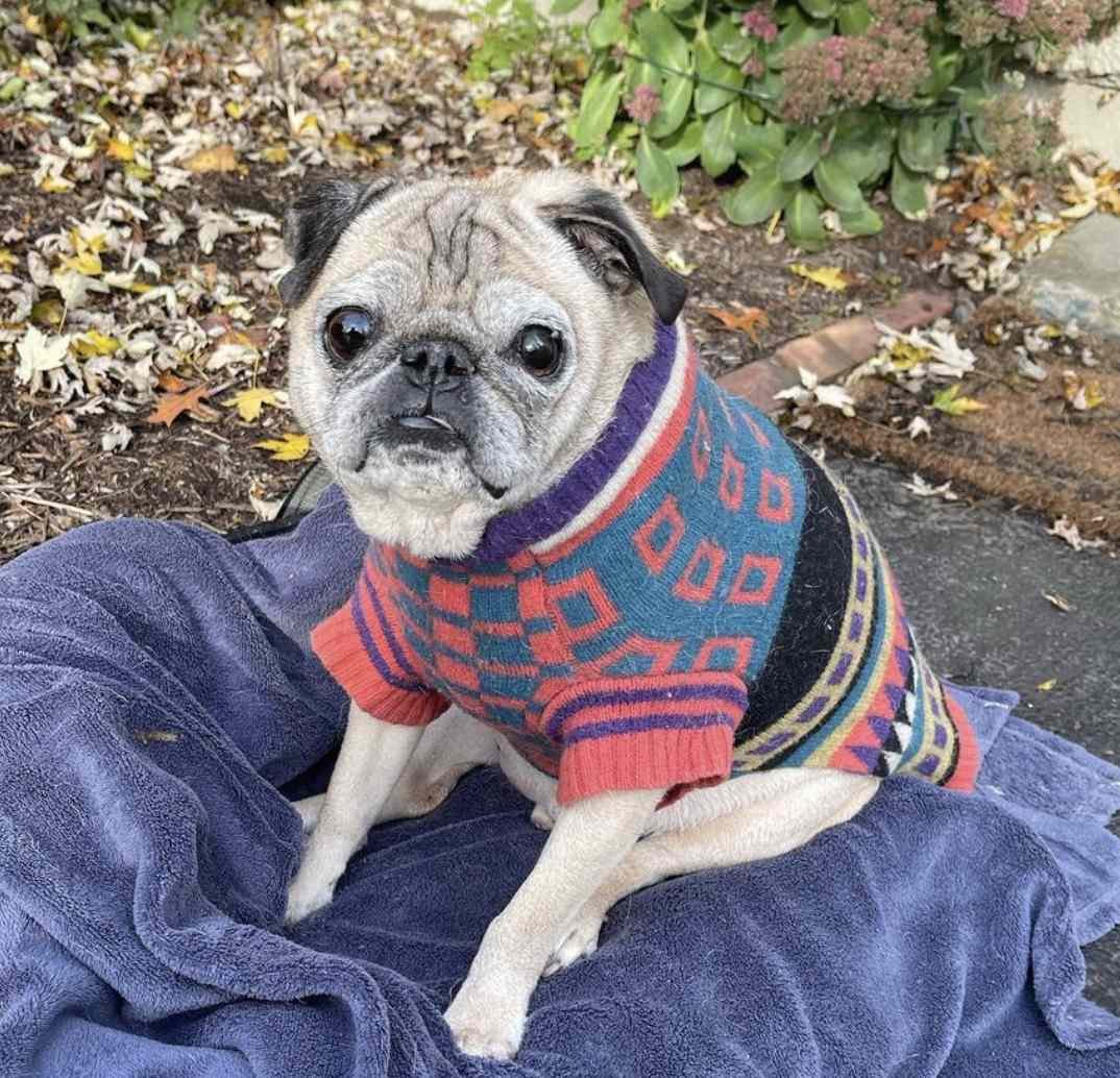 Why You Should Embrace Your Internet Pet Obsession