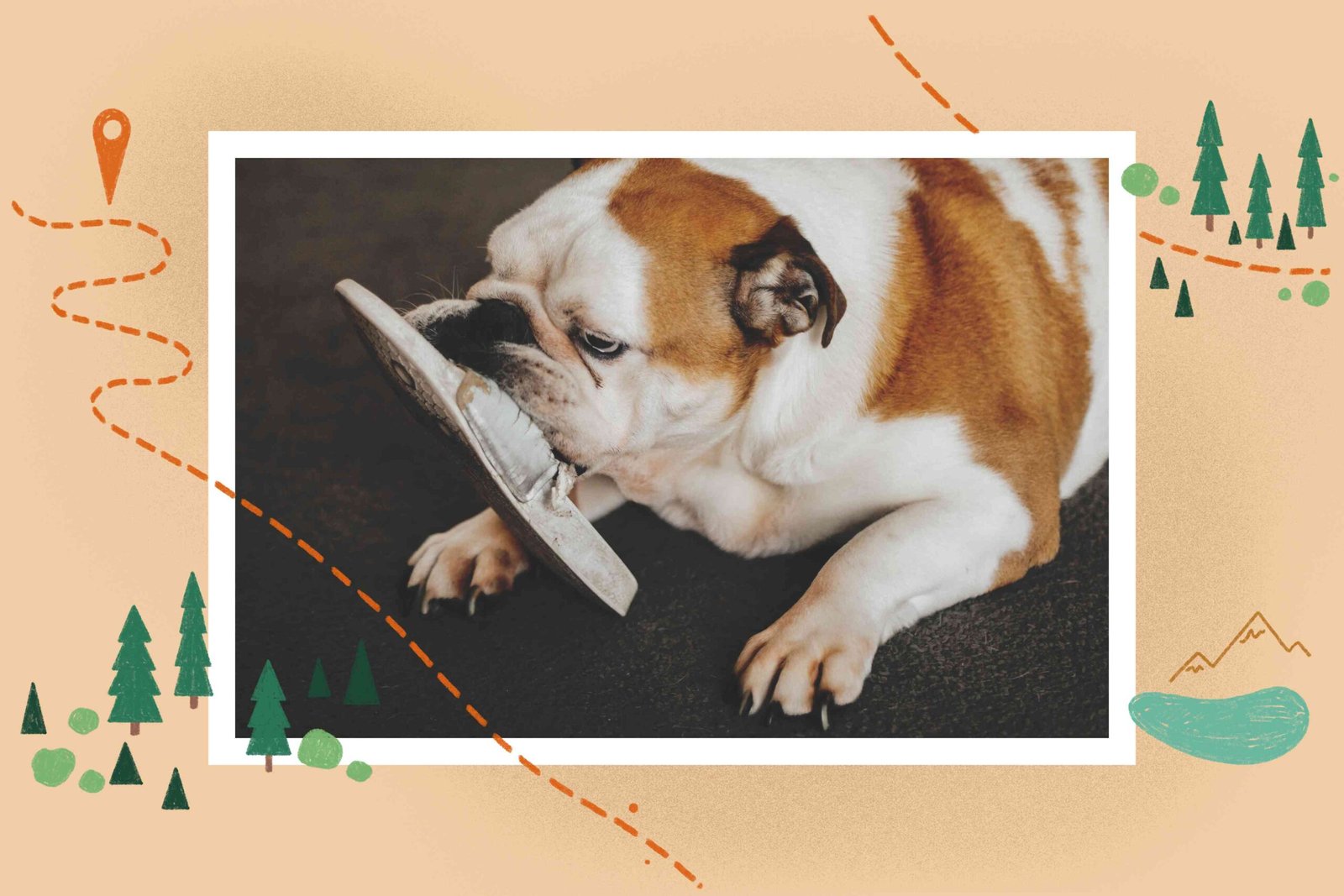 How to Keep Your Cool If, or When, Your New Dog Destroys Your House
