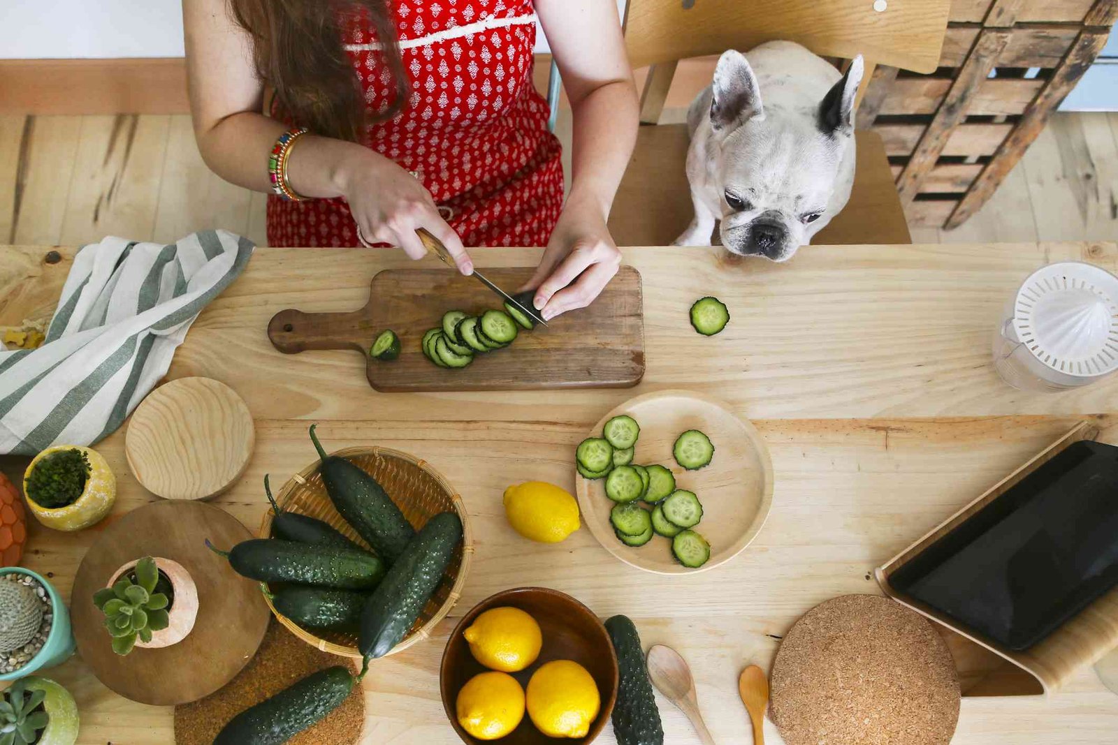 Can My Dog Eat Cucumber?