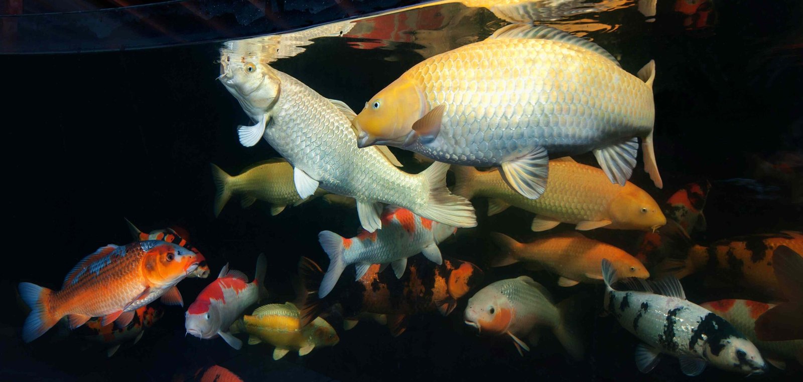 Can I Keep My Koi Fish Inside?