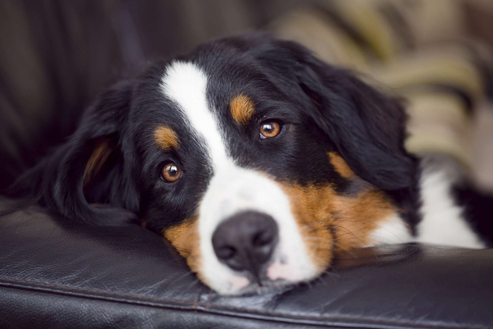 Anisocoria in Dogs