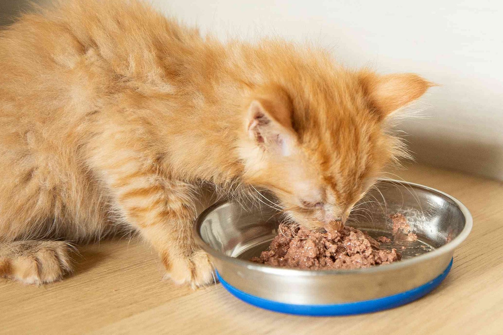 Choosing the Best Food for Kittens