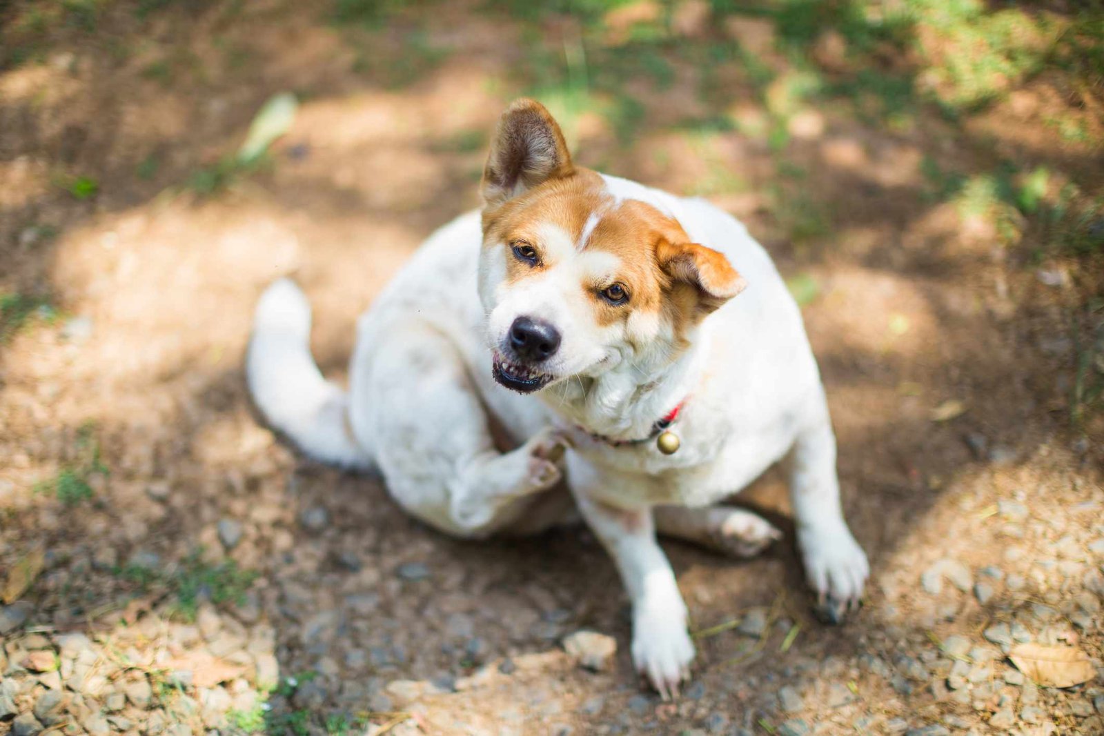 How to Treat Dry Skin on Dogs