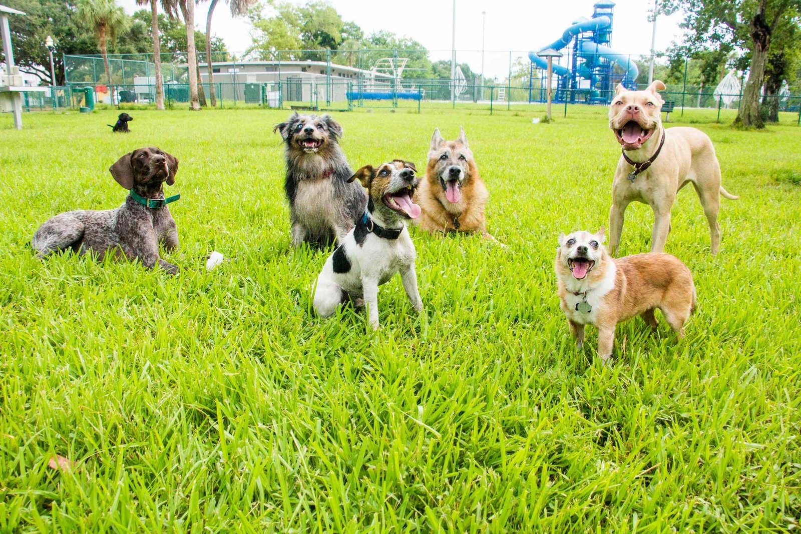 How to Keep Your Dog Healthy and Safe at Your City's Dog Park
