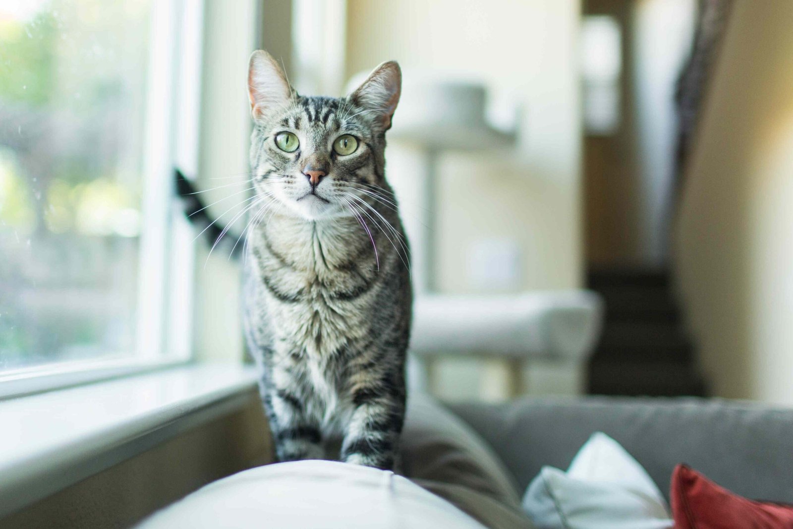 Understanding How Cats Speak Through Ear Movements