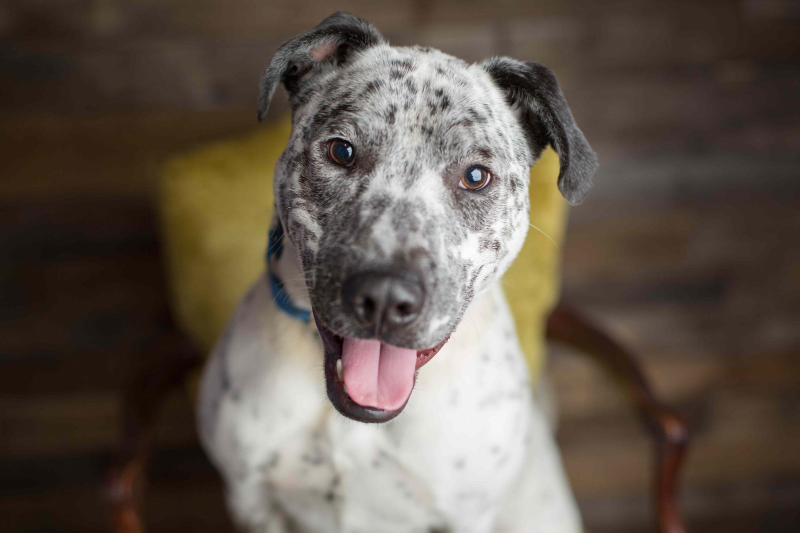 Epilepsy in Dogs