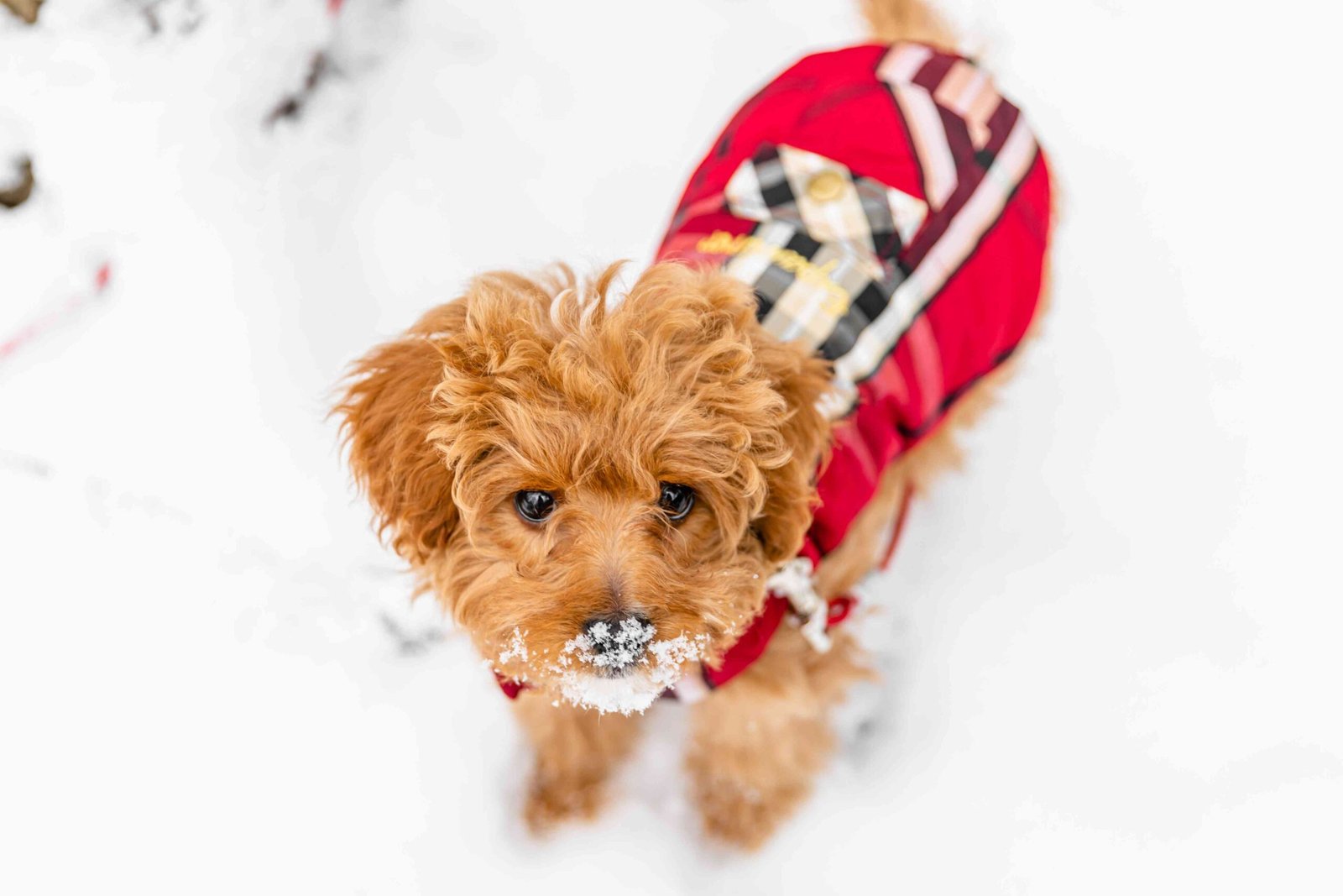 Can Dogs Catch a Cold?