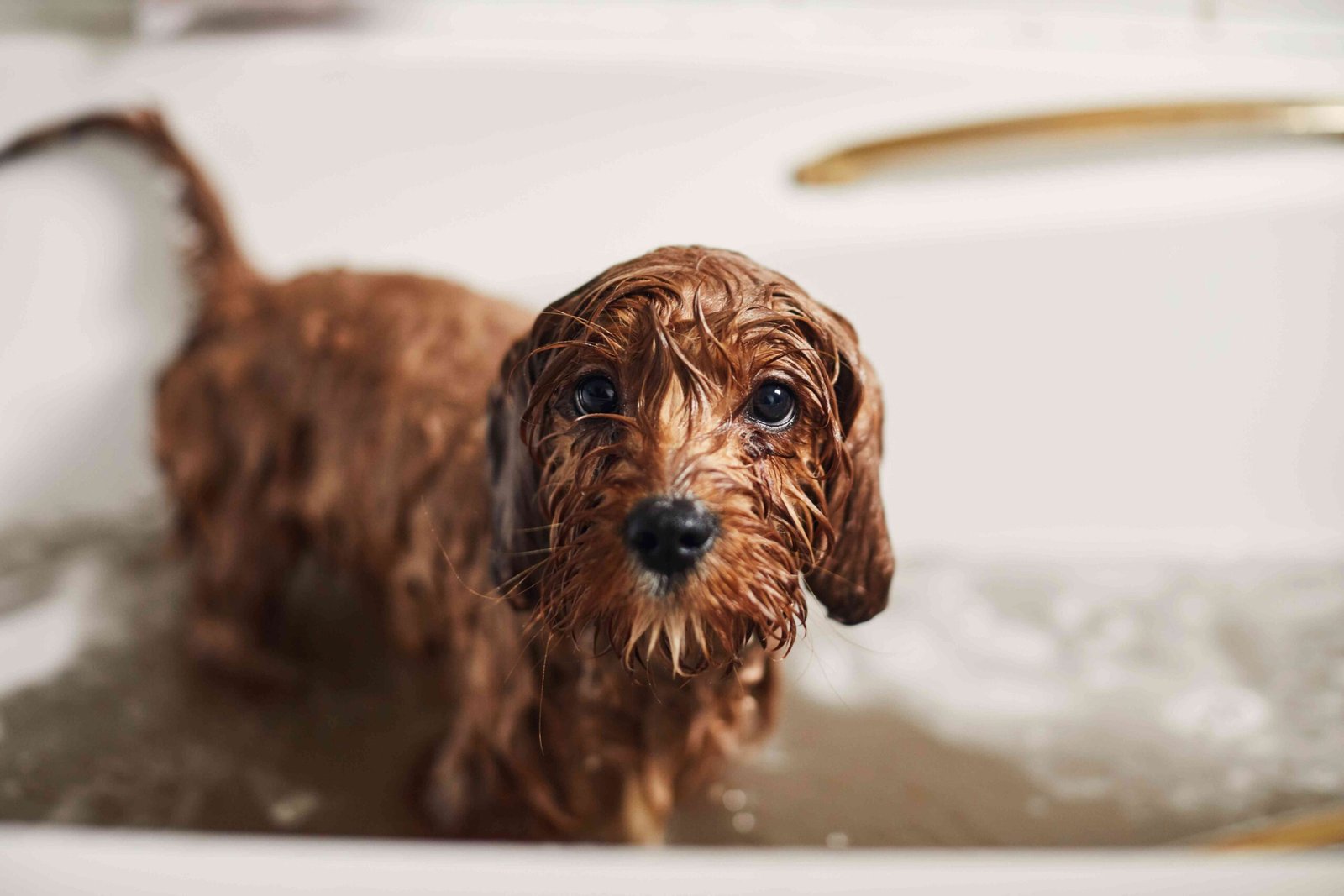 How Often Should You Give Your Dog a Bath?
