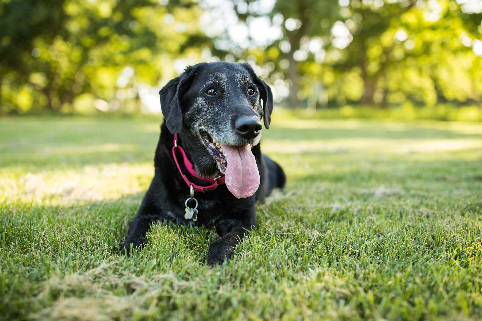 Strokes in Dogs