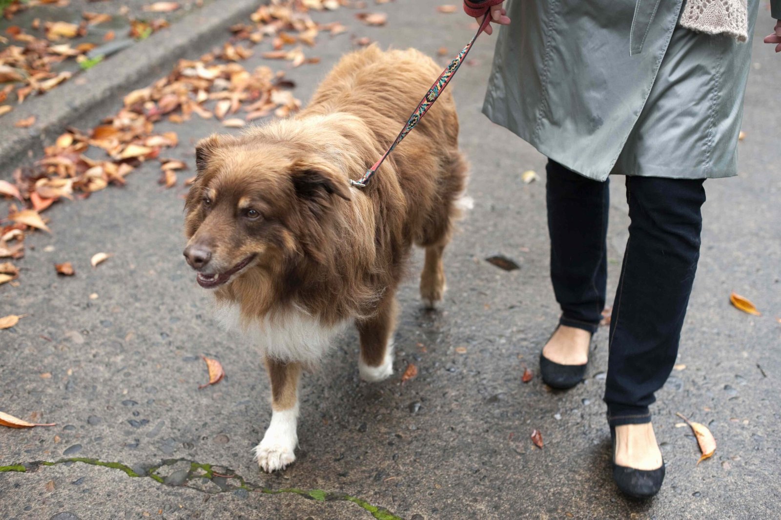 Can Dogs Carry Human Coronavirus Physically on Them?