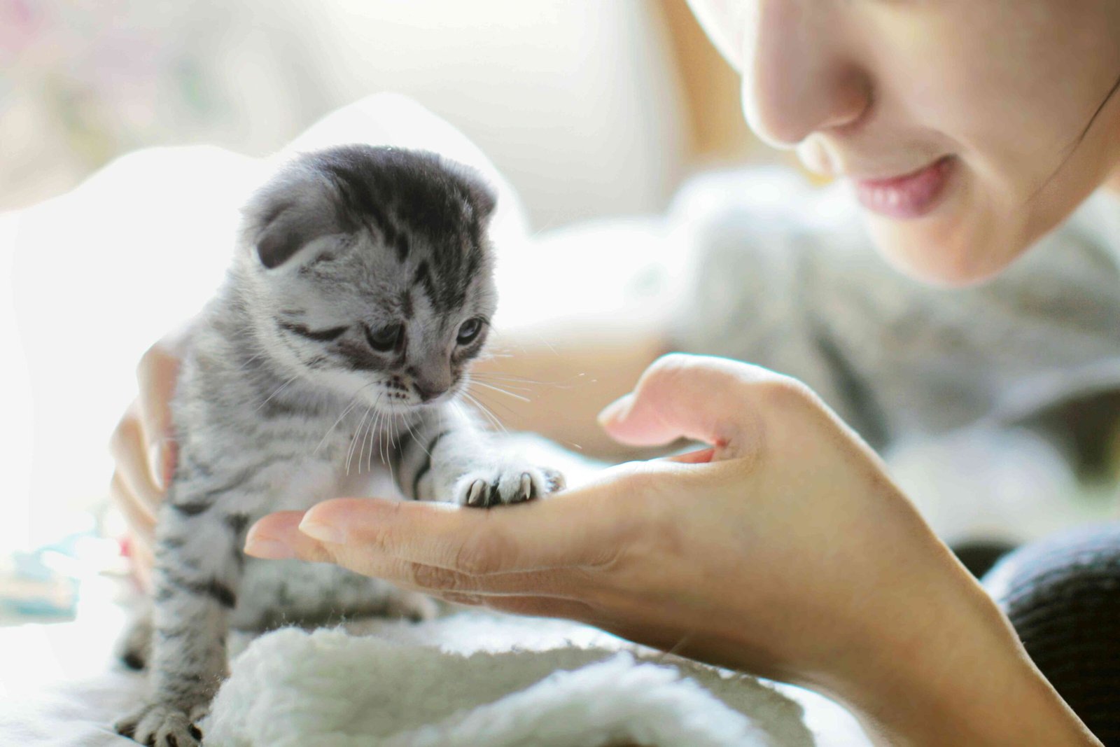 Introducing Your New Kitten: A Guide to the First 30 Days