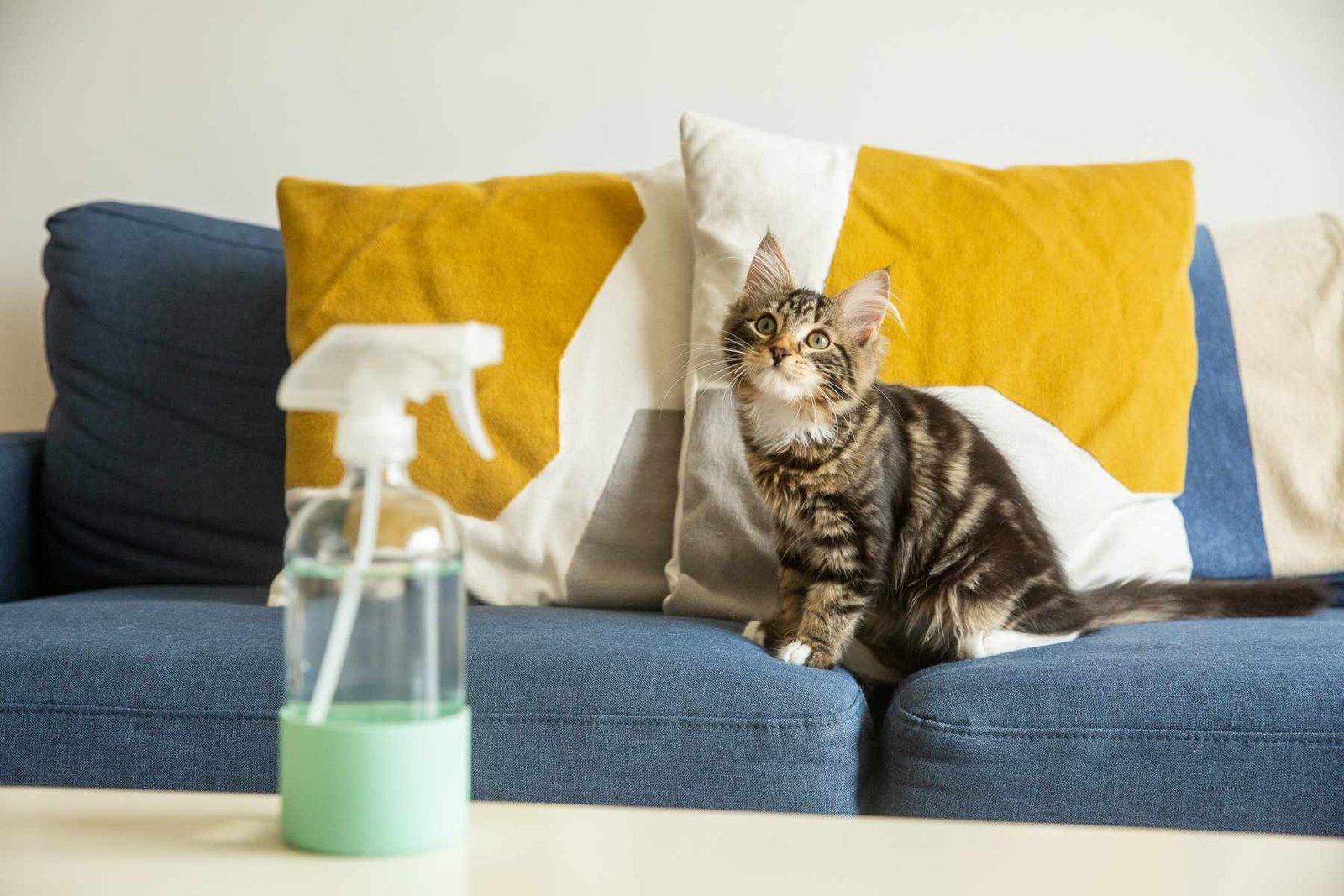 How to Discipline a Kitten: Understanding Misbehavior and Solutions