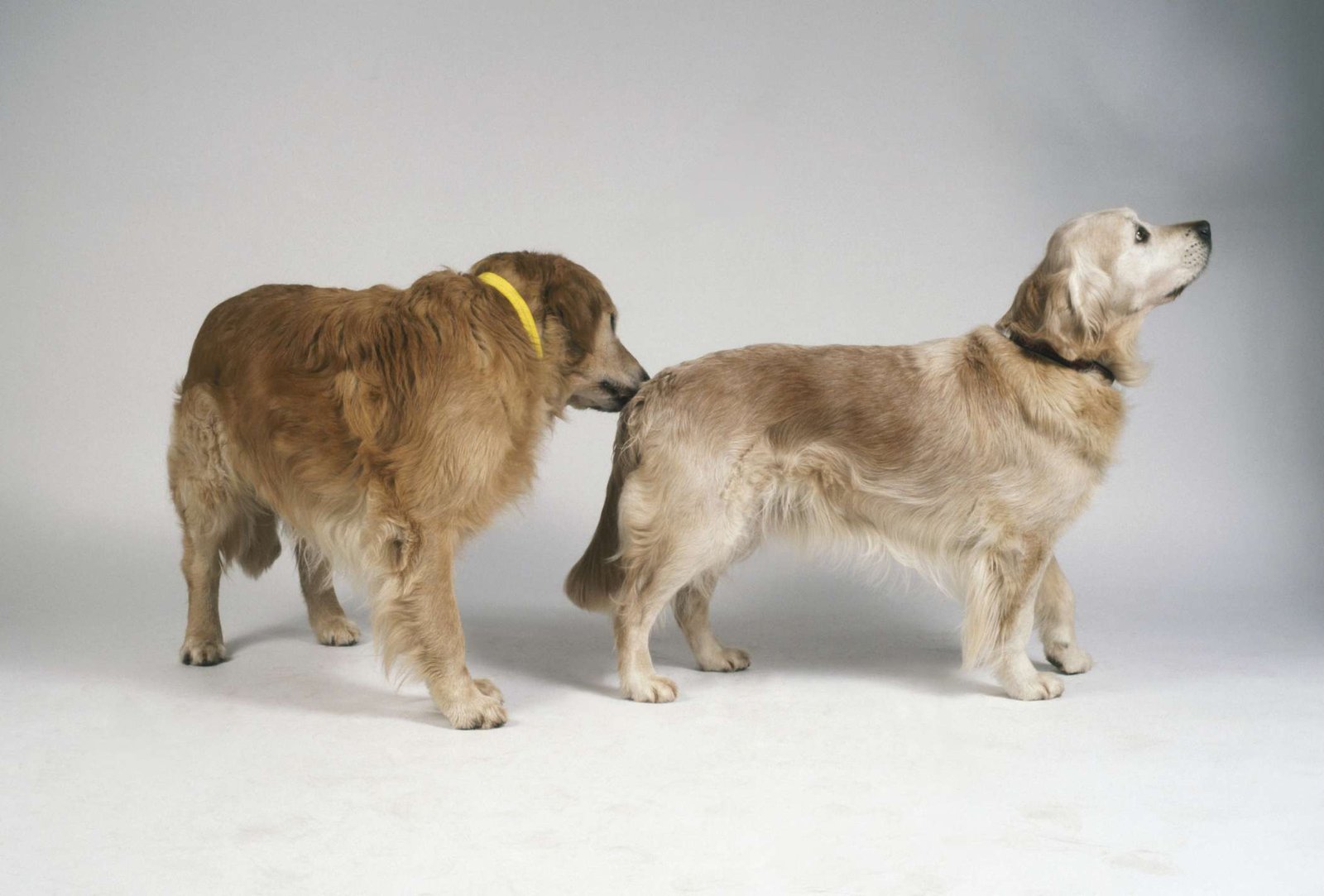 Brucellosis in Dogs