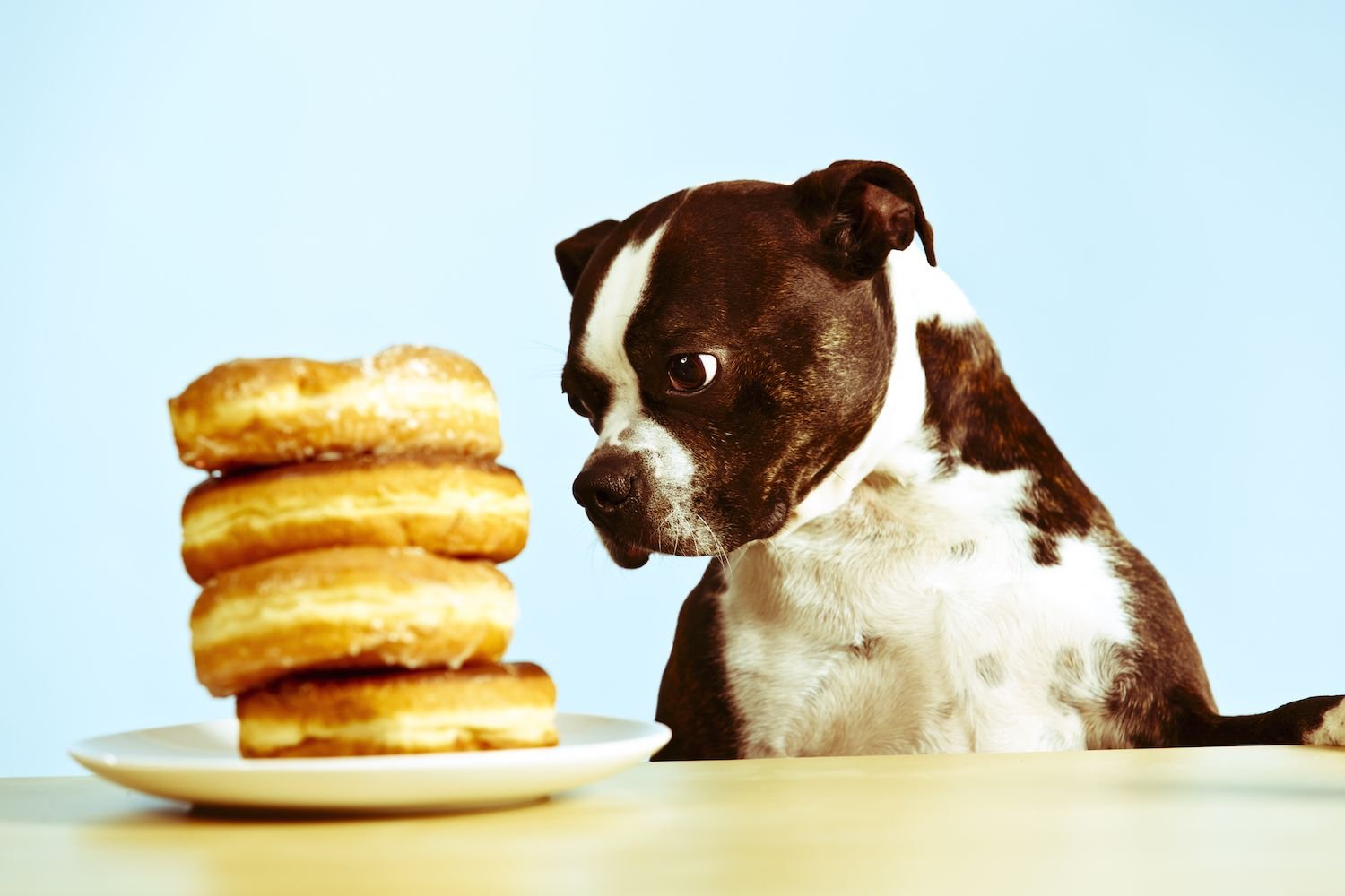 Can Dogs Eat Sugar?