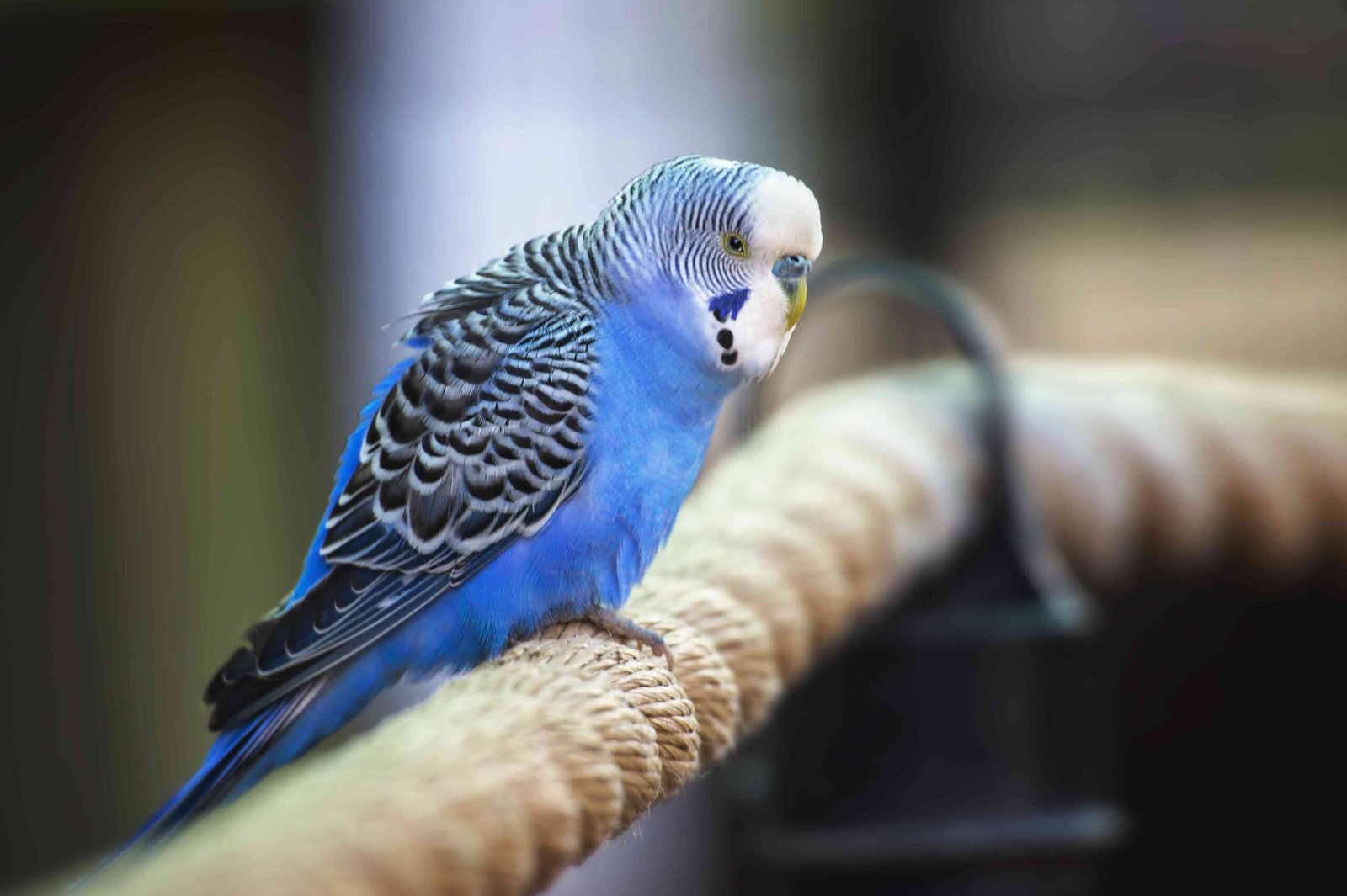 Are There Different Types of Parakeets?
