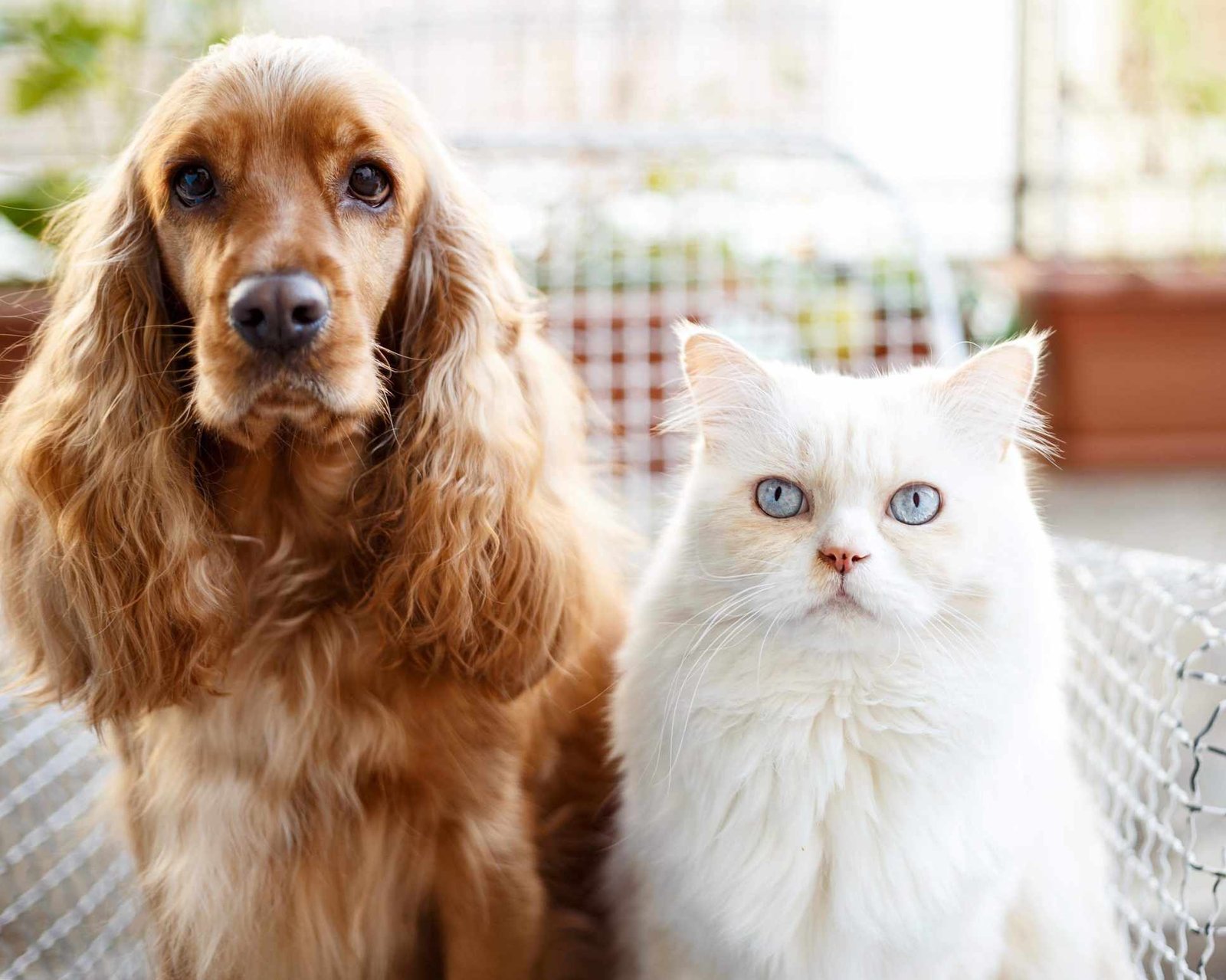 Why is My Dog Eating Cat Litter?