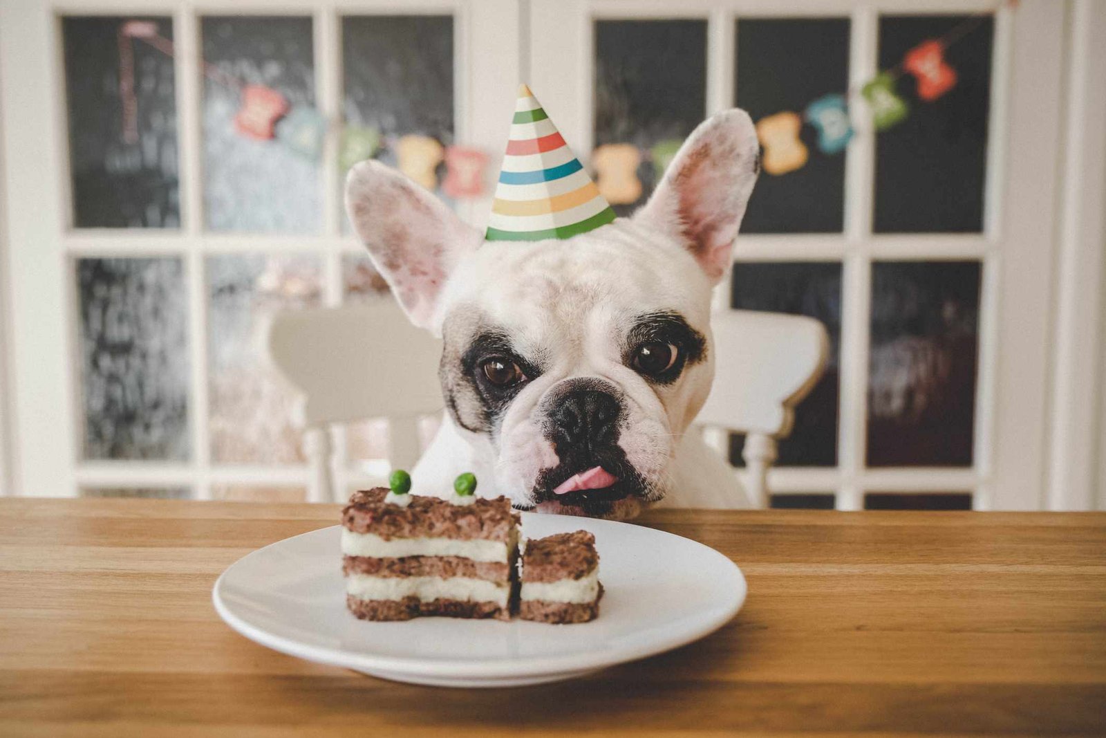 Celebrate Your Pet’s Adoption Day: Ideas & Tips