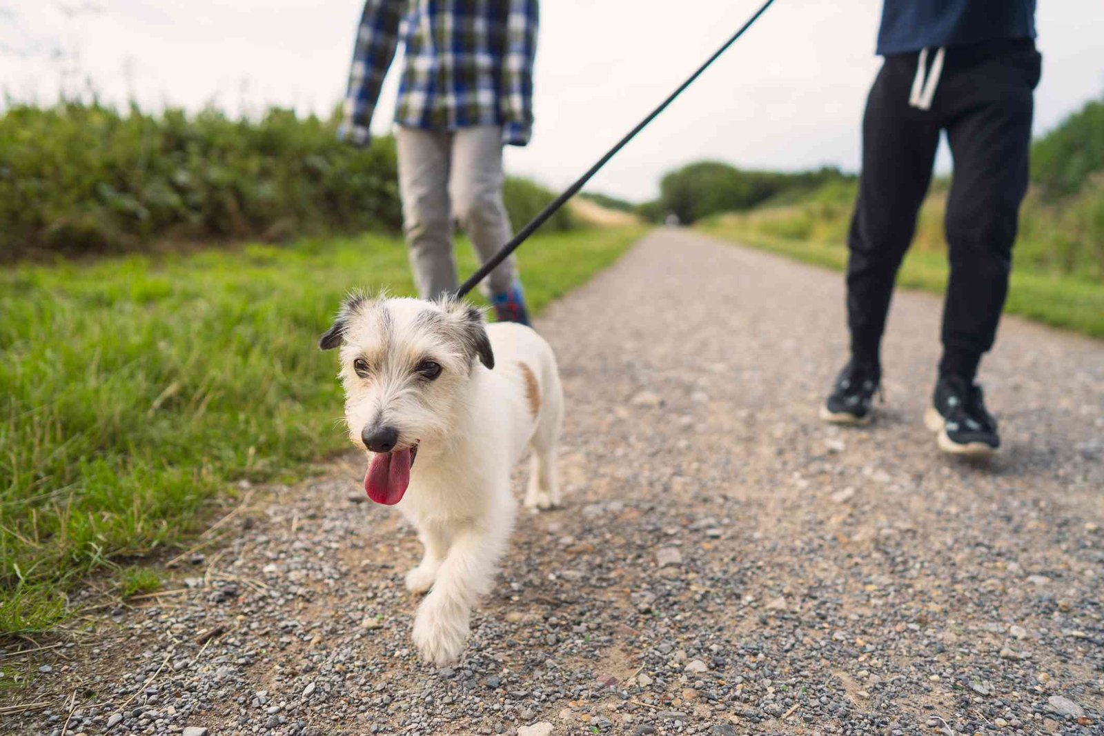 How Often Should You Walk Your Dog?