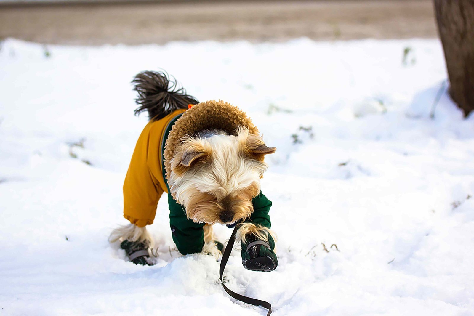 How To Train Your Pup To Wear Dog Boots