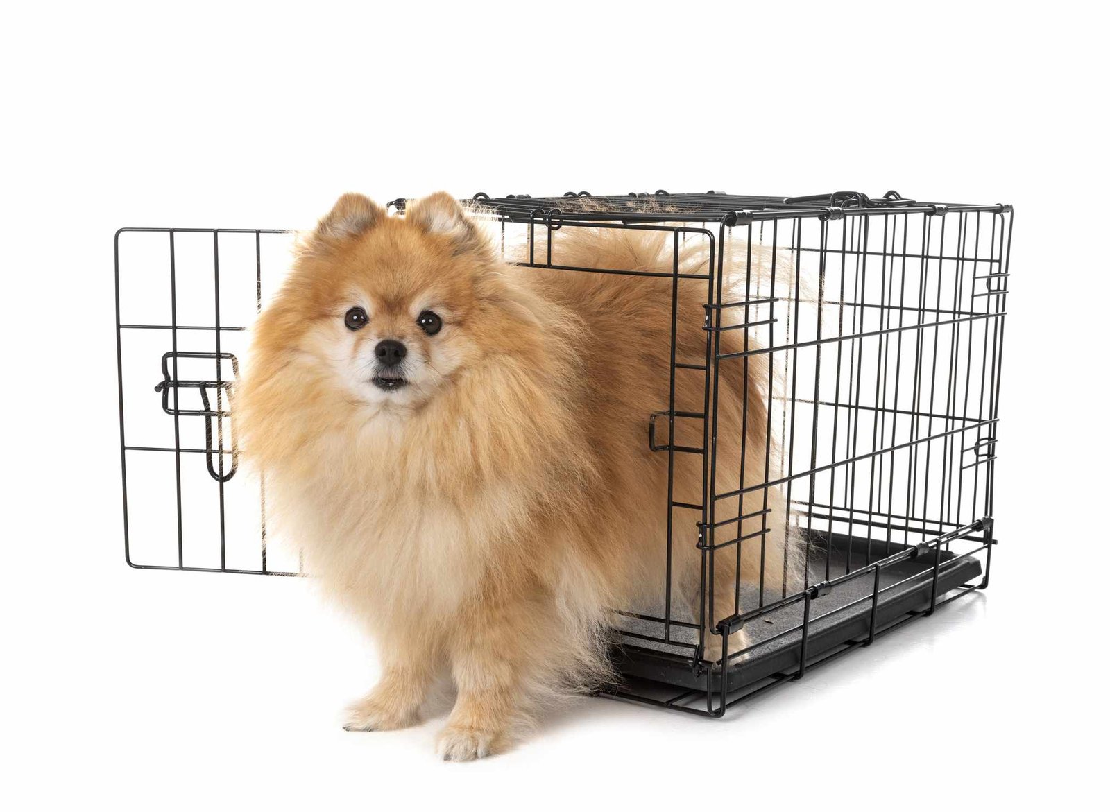 A Guide to Buying, Setting Up, and Collapsing a Dog Crate