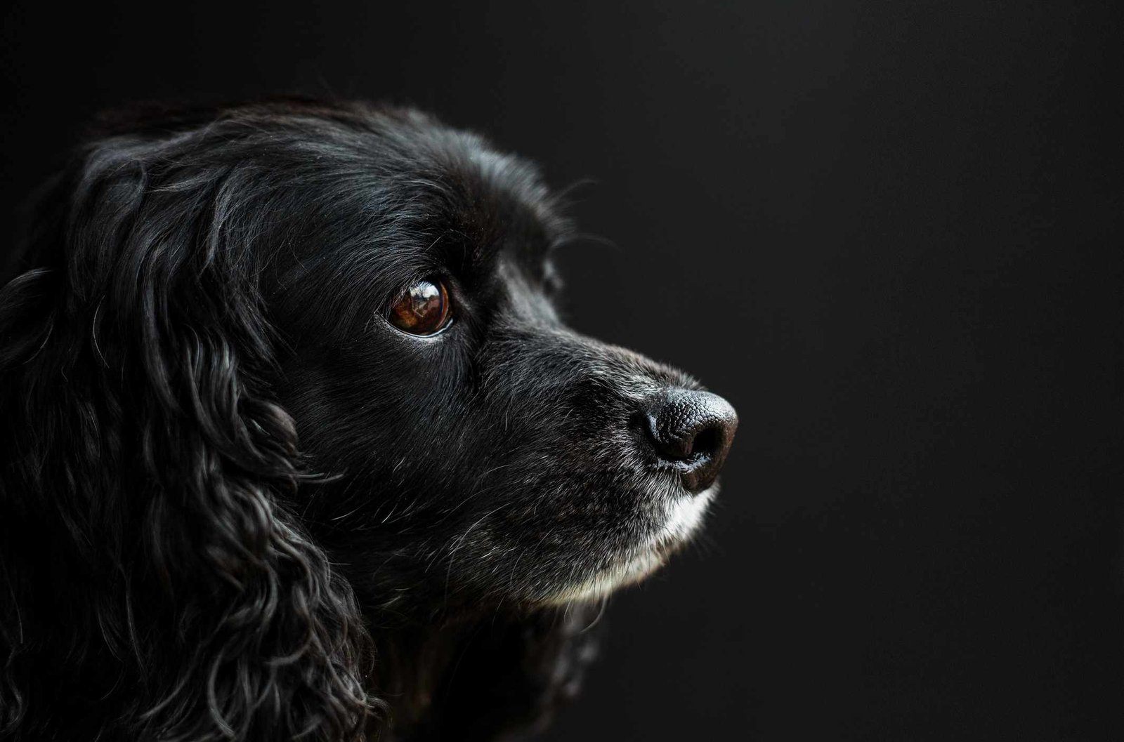 Corneal Dystrophy in Dogs