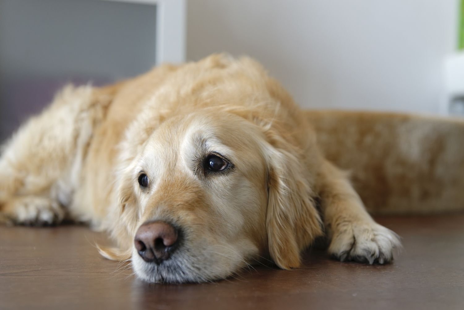 Chagas Disease in Dogs