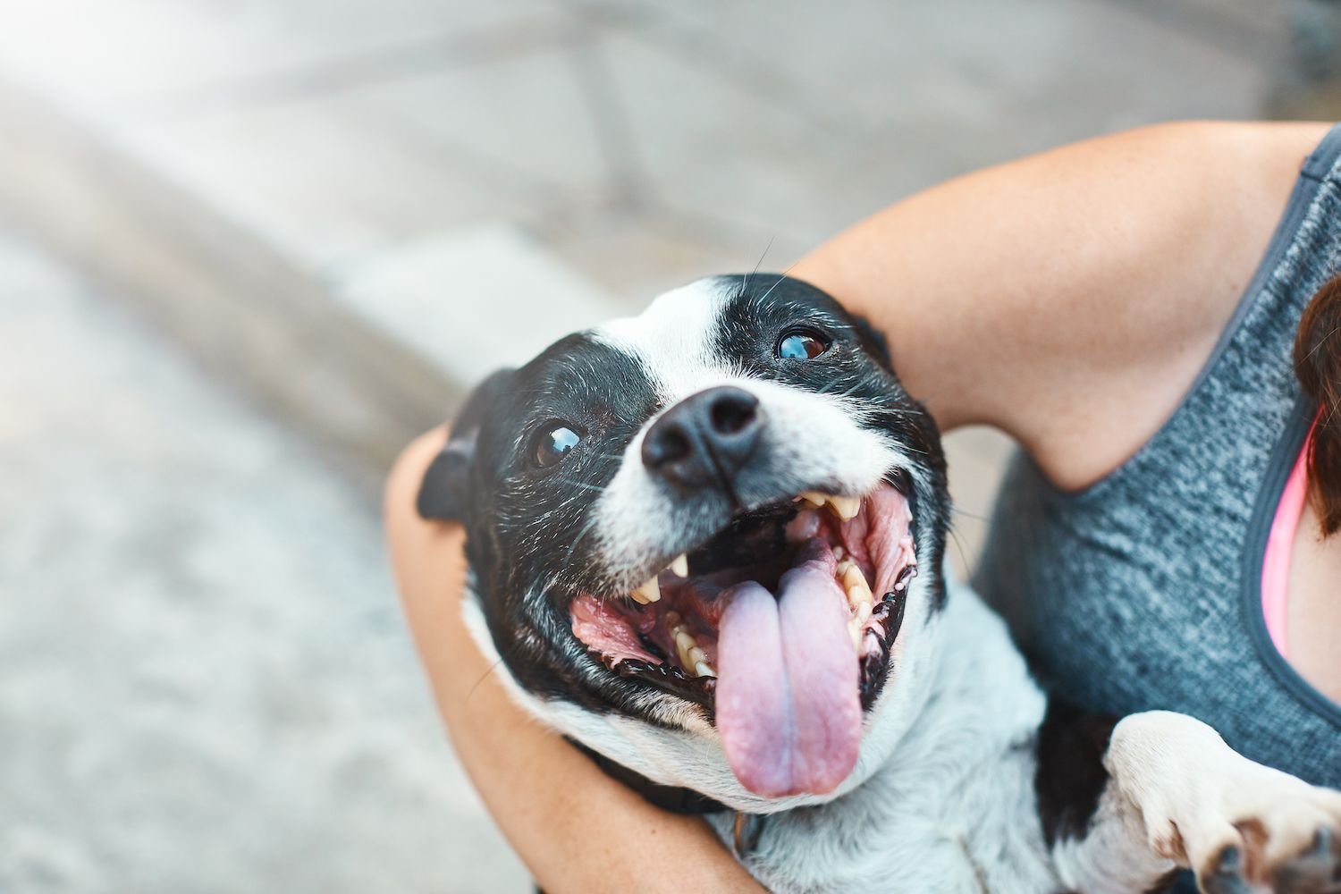 Can Dogs Eat Cinnamon?