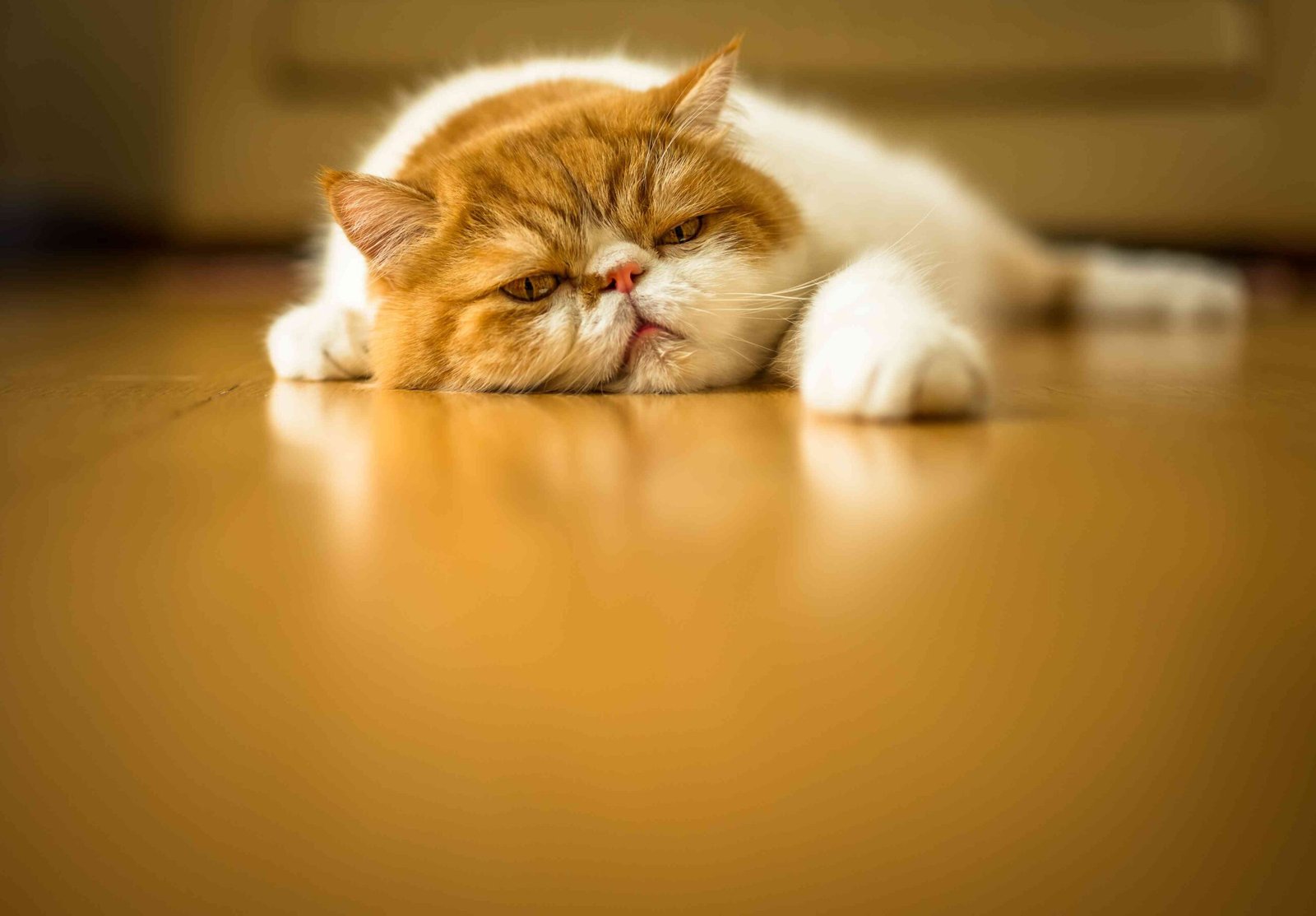 What to Do if Your Cat Is Throwing Up Brown Liquid