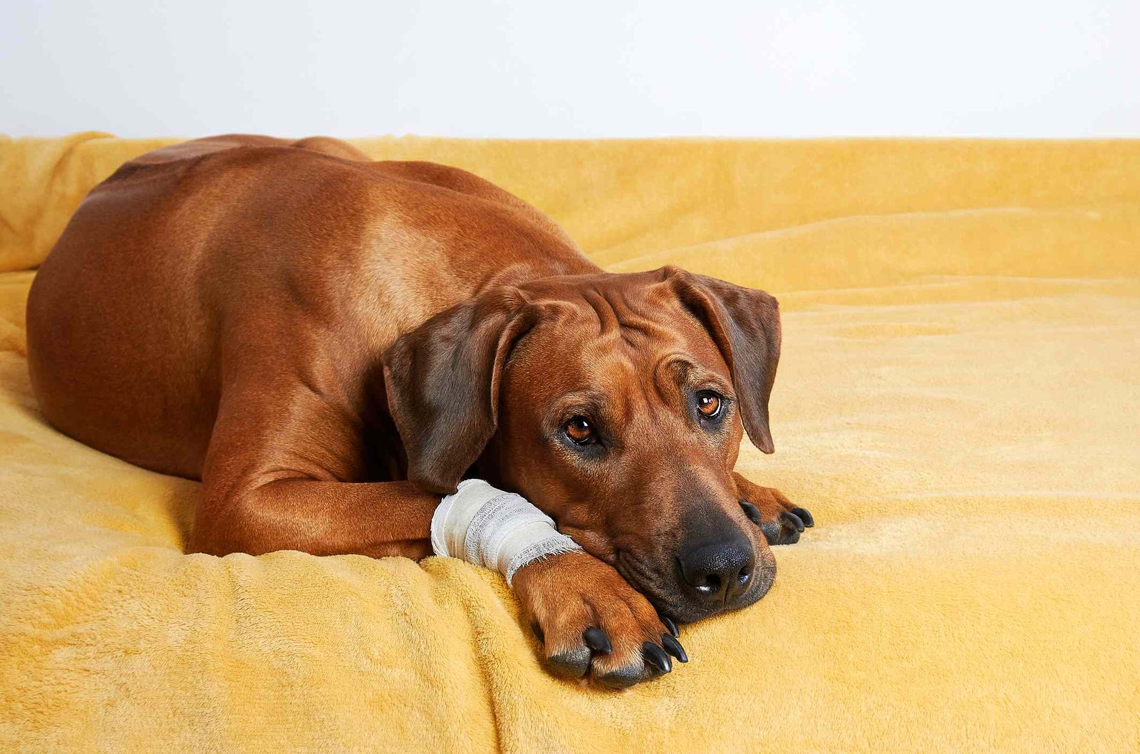 How to Clean a Dog Wound