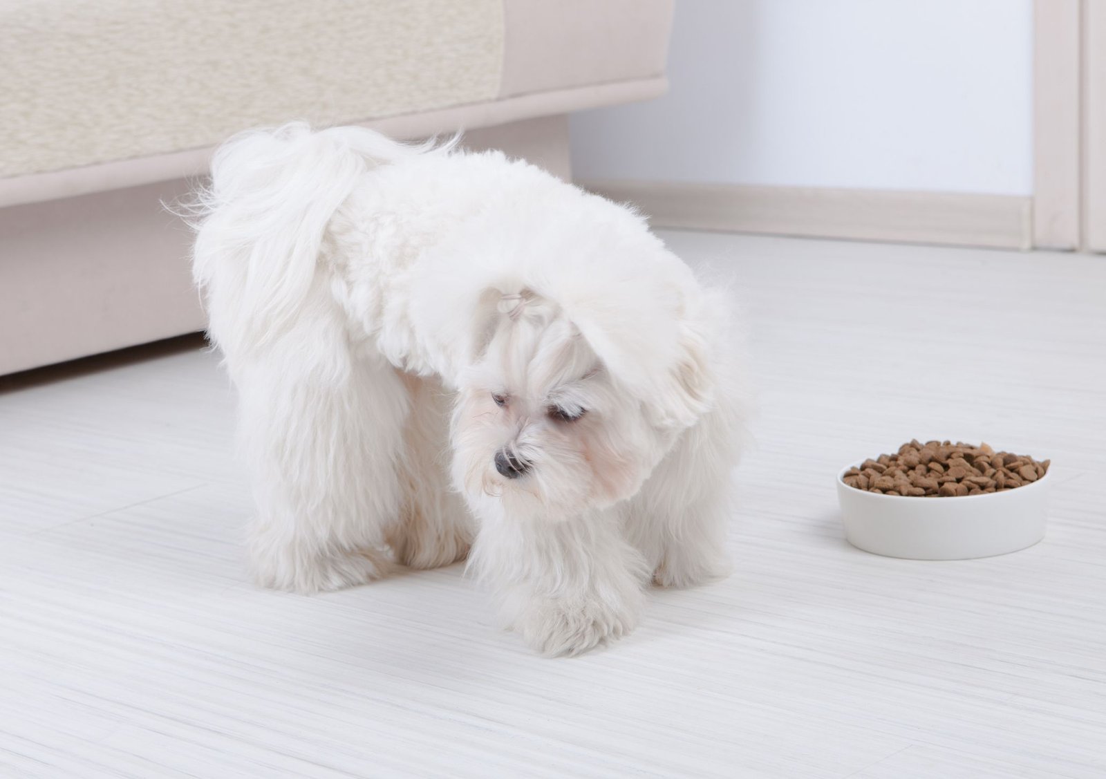 Why Is My Dog Not Eating?