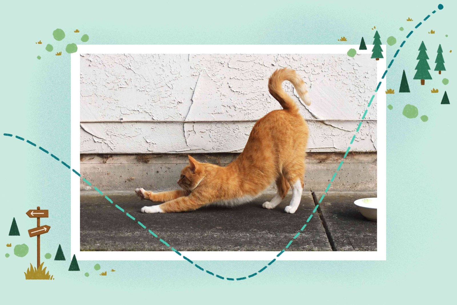 Decoding Your Cat’s Body Language: What Your Cat is Trying to Tell You