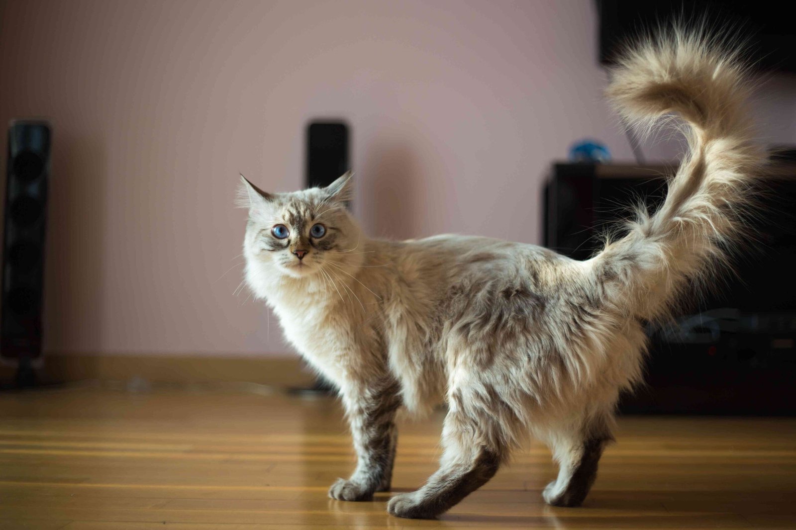 How Old Is Your Cat in Human Years?