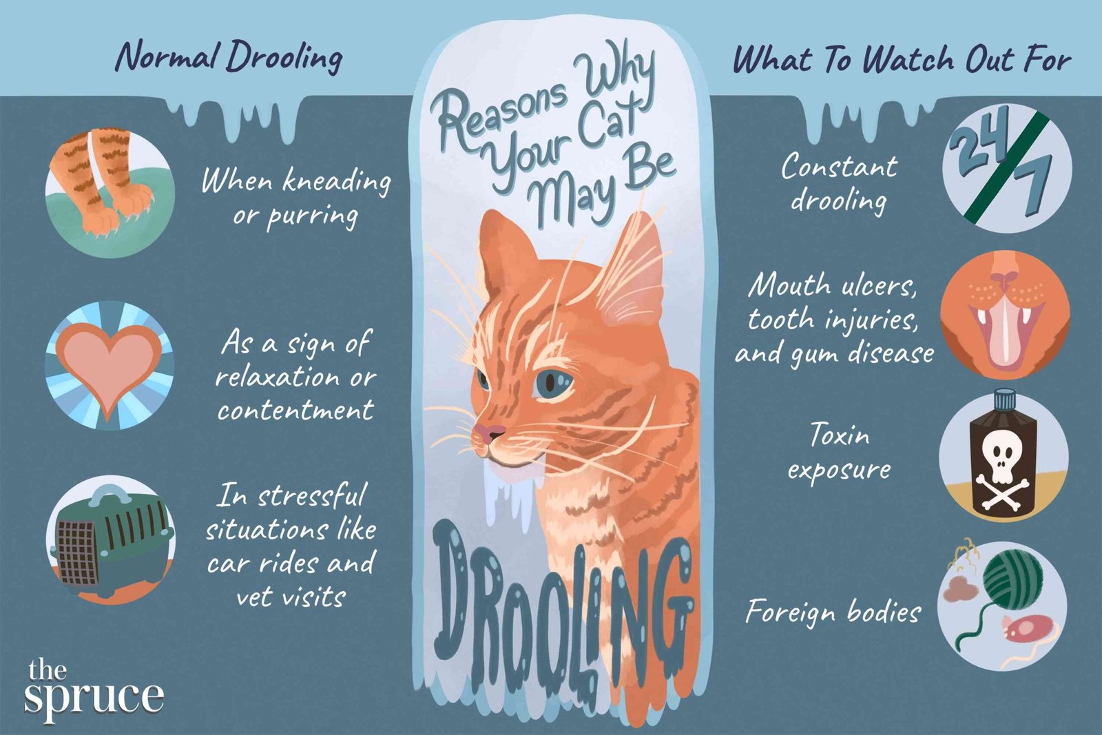 Understanding Cat Drooling: What's Normal and When to Seek Help