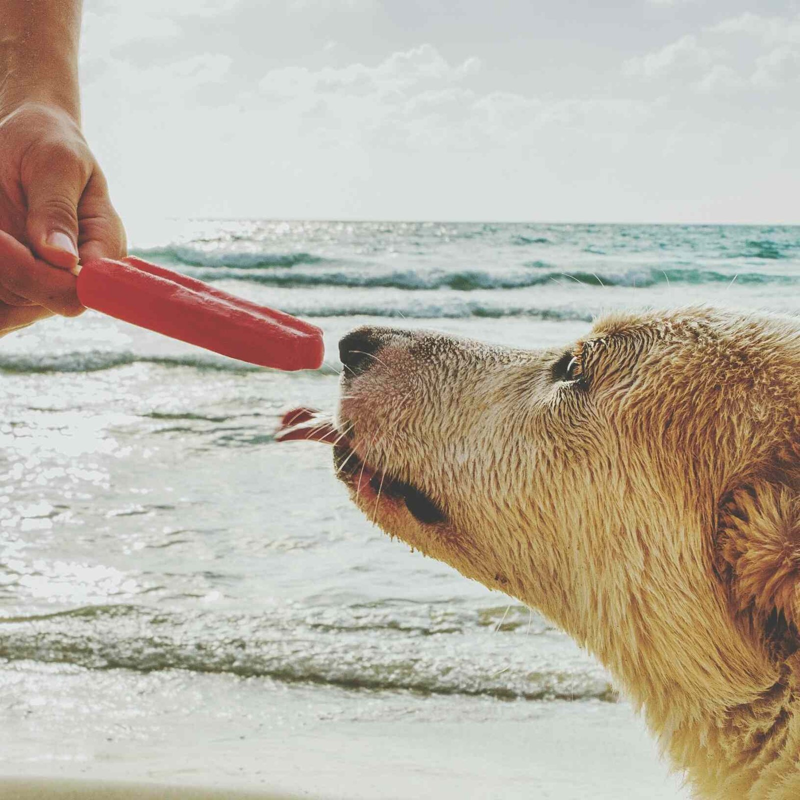 Can Dogs Eat Popsicles? Everything You Need to Know