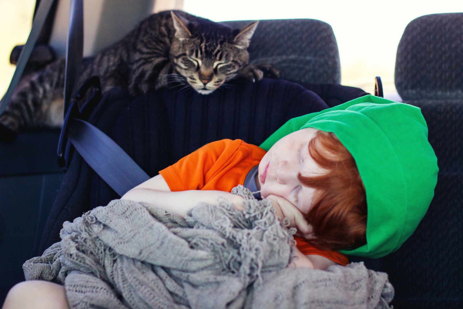 Cats in Cars: 8 Tips to Help a Kitty Enjoy Car Rides