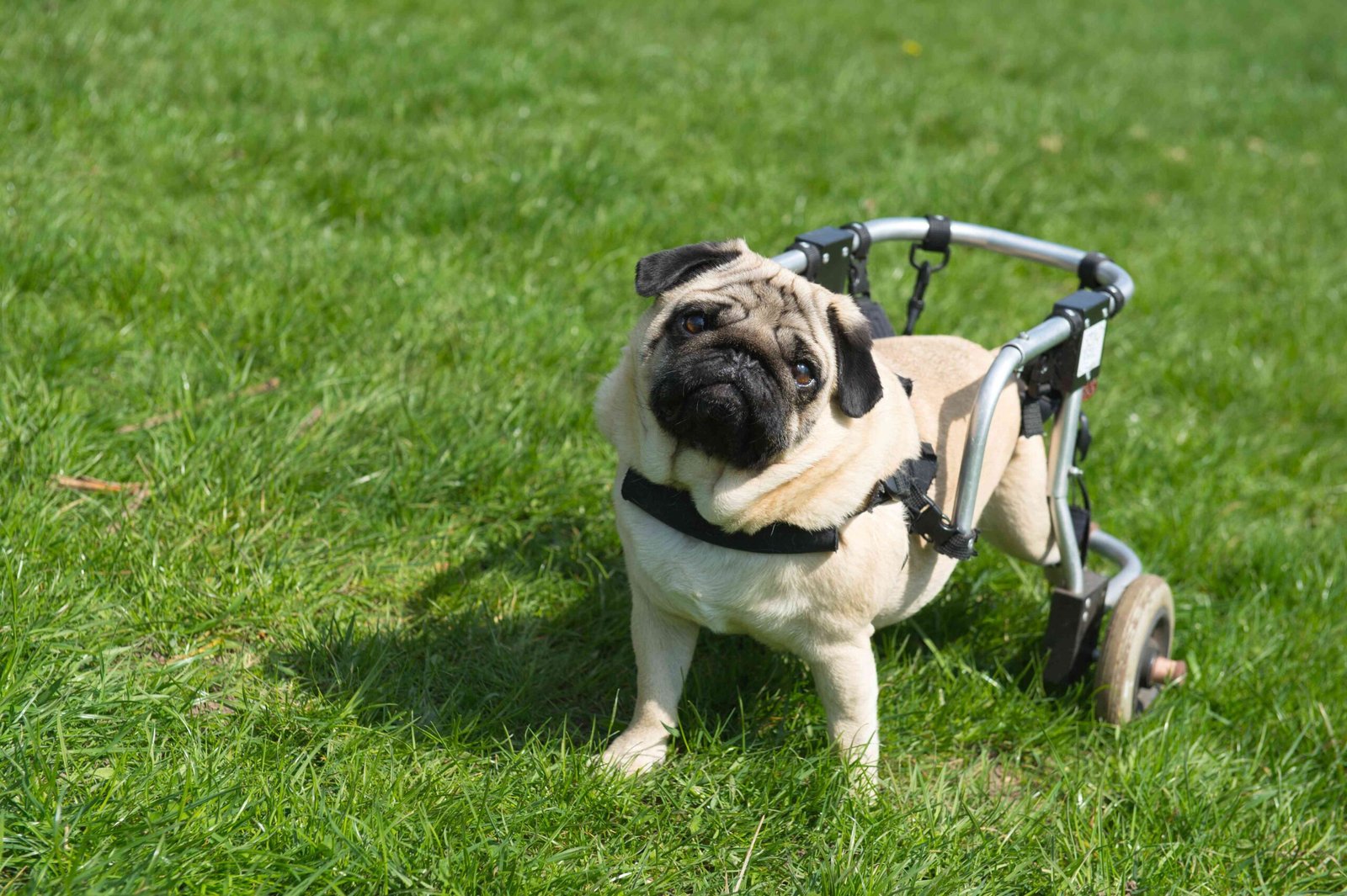How to Care for a Paralyzed Dog