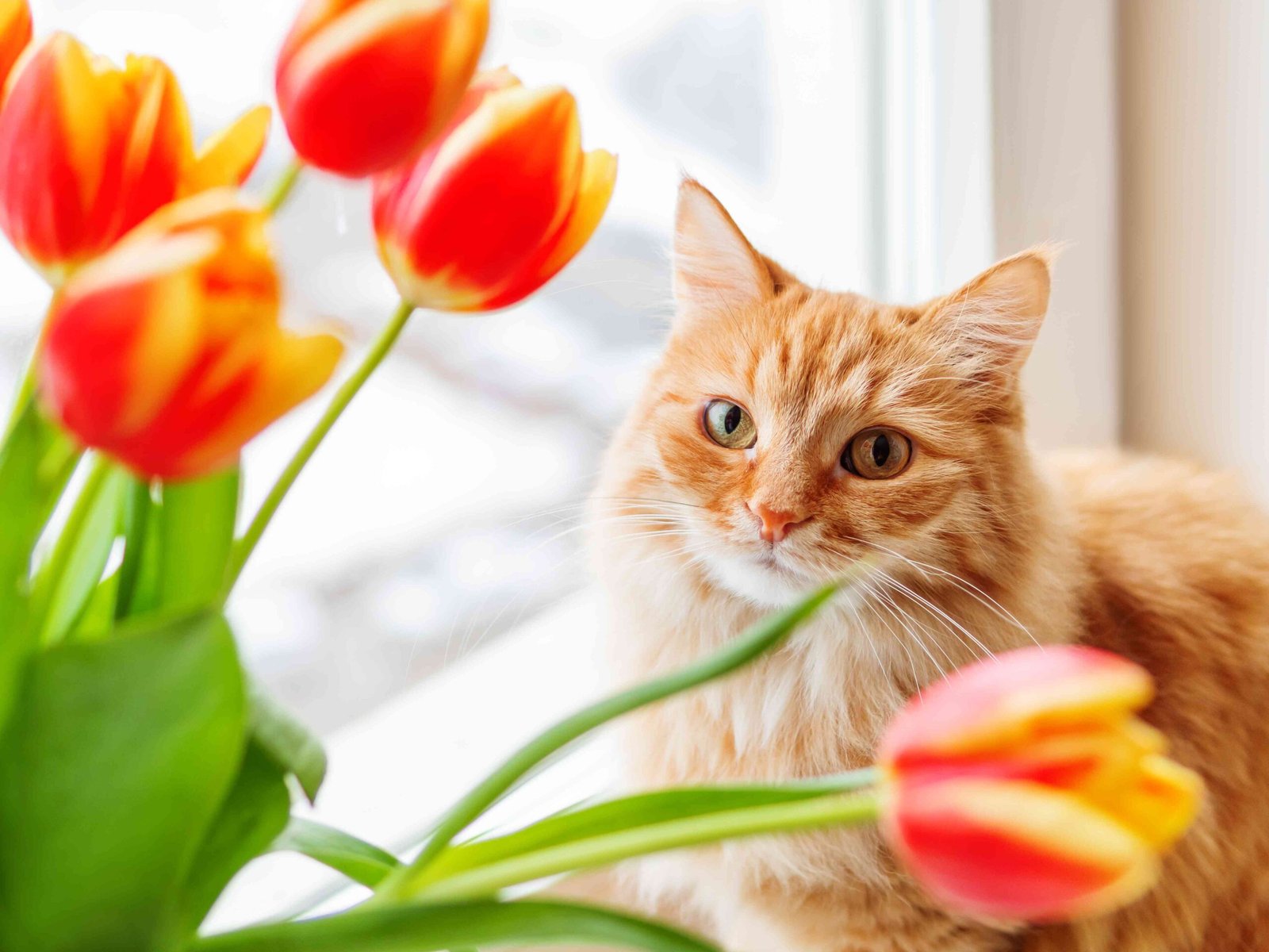 Are Tulips Toxic to Cats?