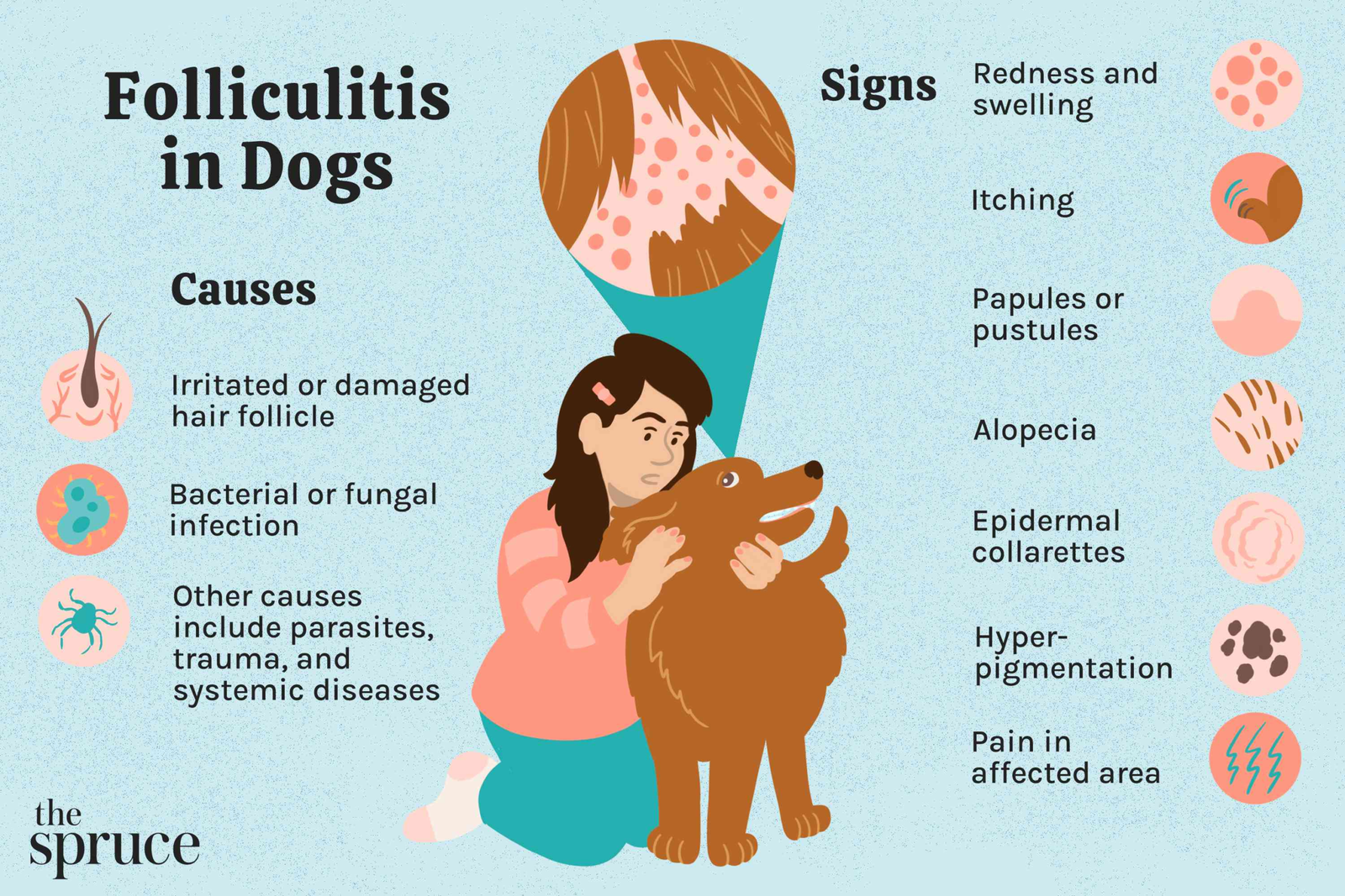 Folliculitis in Dogs: An Overview