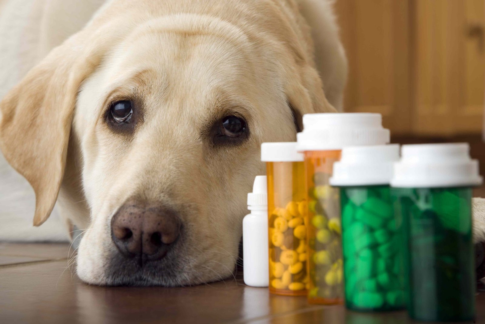 Azathioprine for Dogs