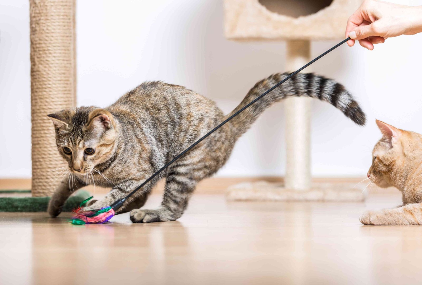 How to Play With a Cat and Why It’s So Important