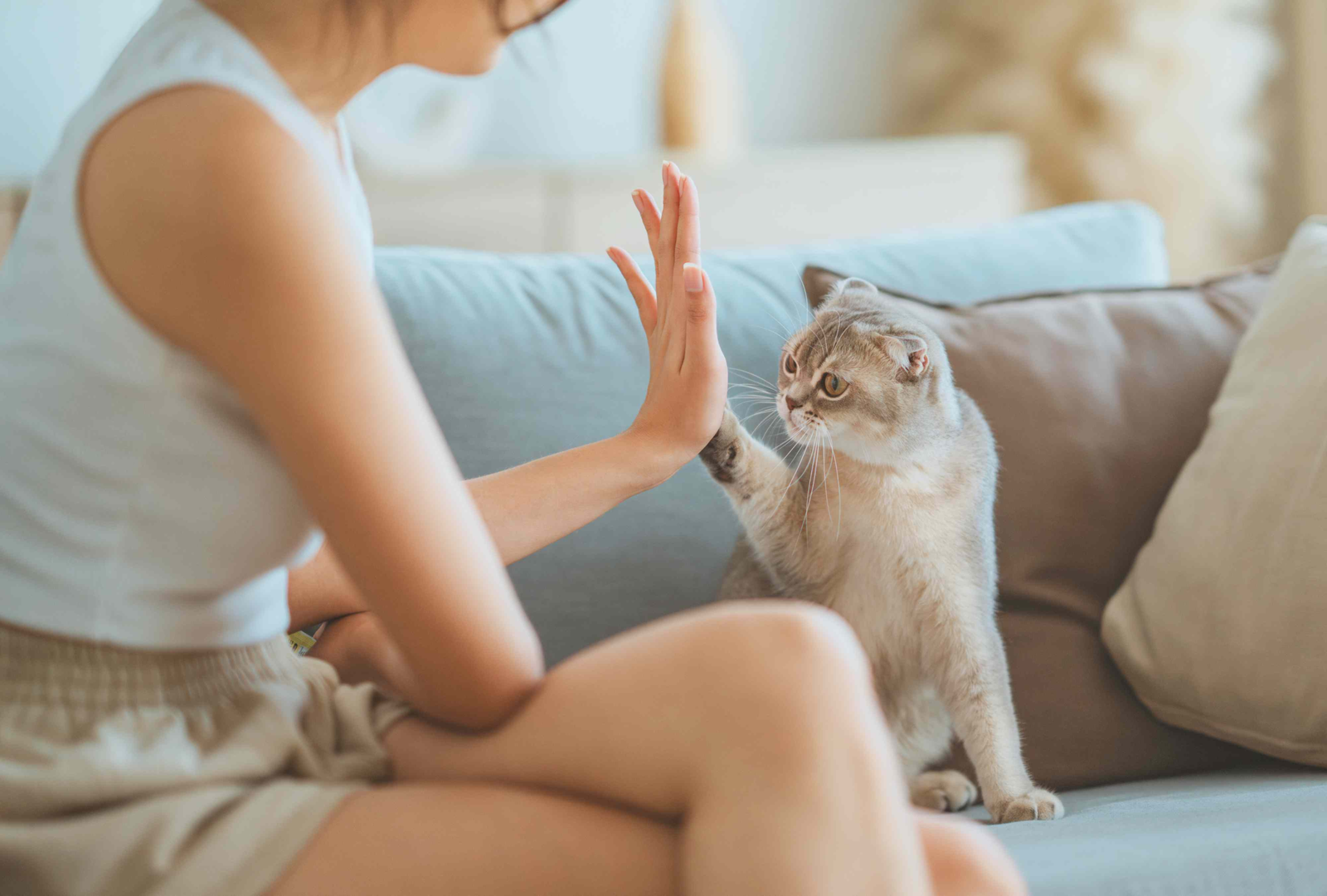 Clicker Training for Cats: The Surprisingly Simple Way to Teach Tricks