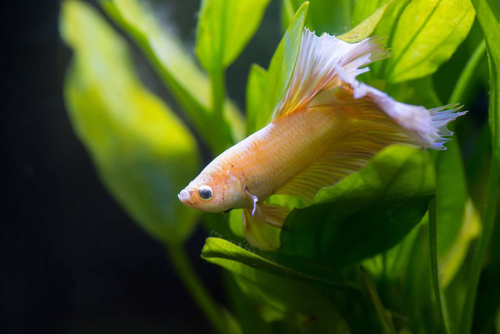 Do Fish Sleep?