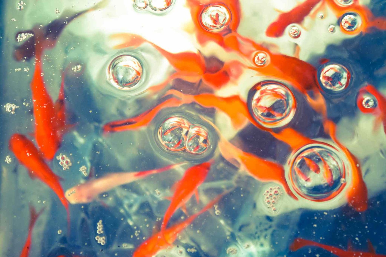 Understanding and Overcoming Gas Bubble Disease in Fish