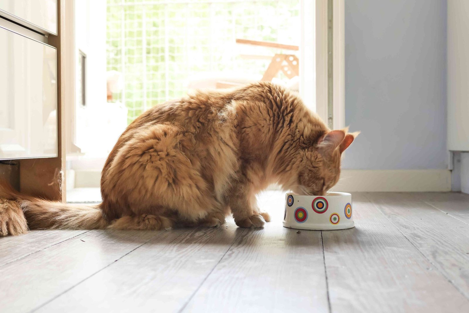 How Much Wet Food Should You Feed Your Cat Daily?