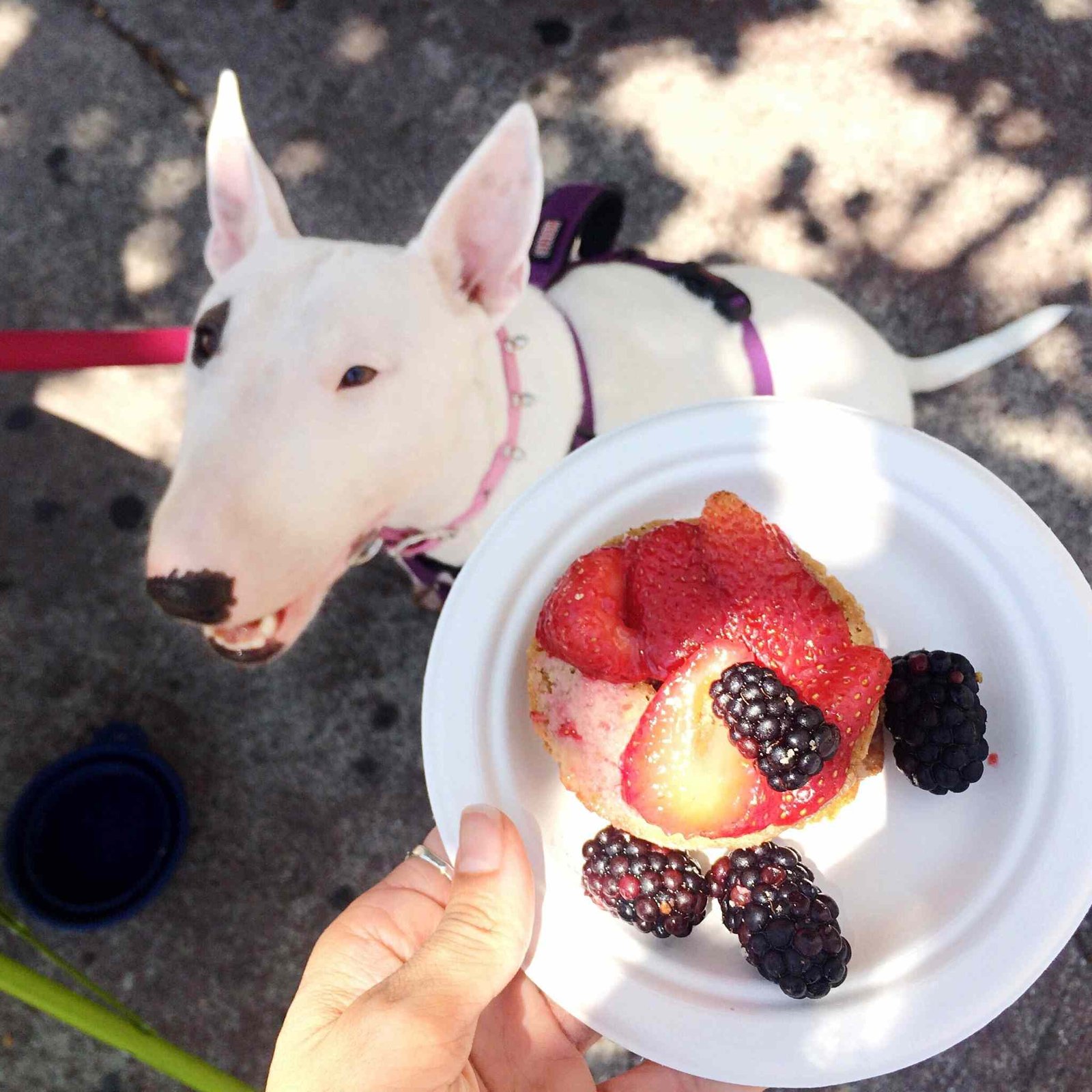 Can Dogs Eat Blackberries?